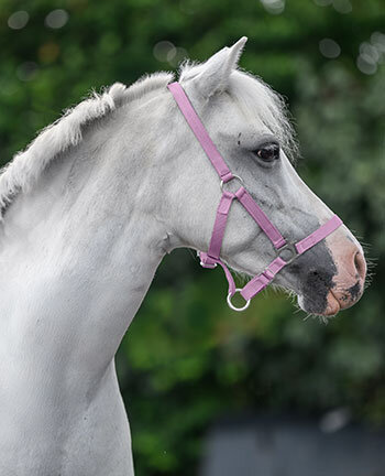 Capezze per pony & puledri
