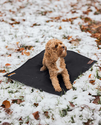Articoli terapeutici per cani