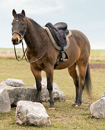 Selle da trekking & accessori