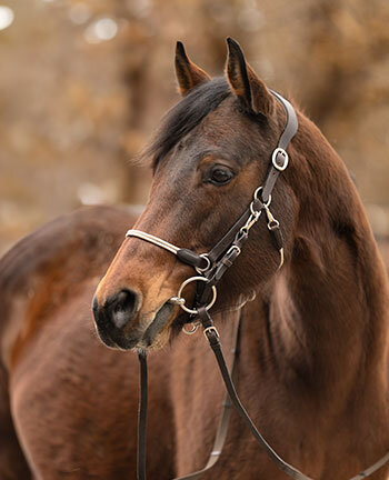 Testiere da trekking & accessori