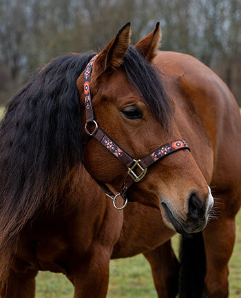 Capezze & longhine western