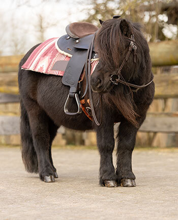 Pony western
