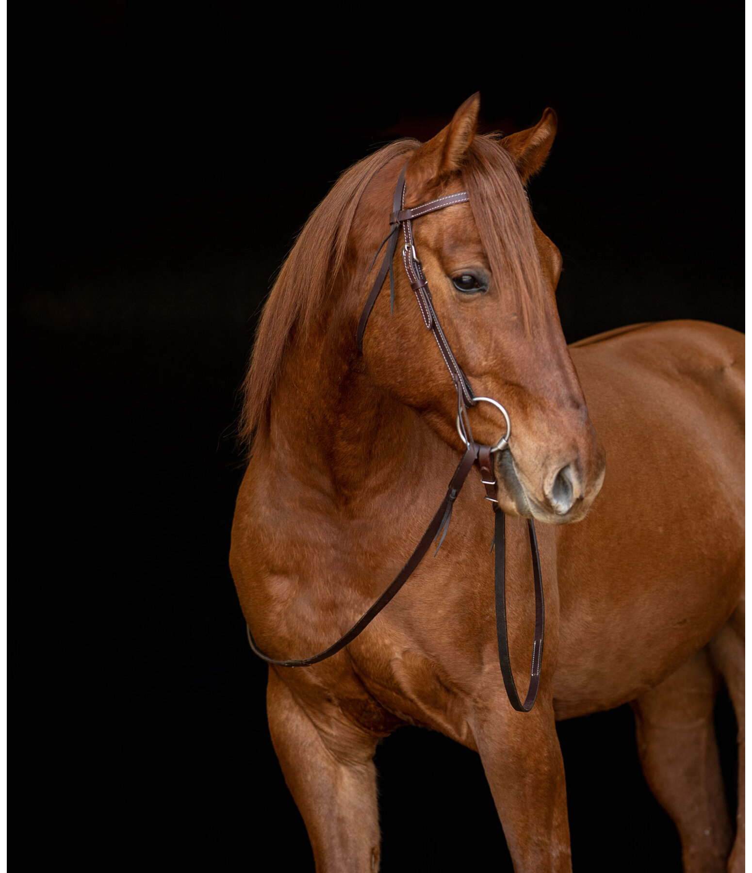 Mix & Match Browband Set Basic