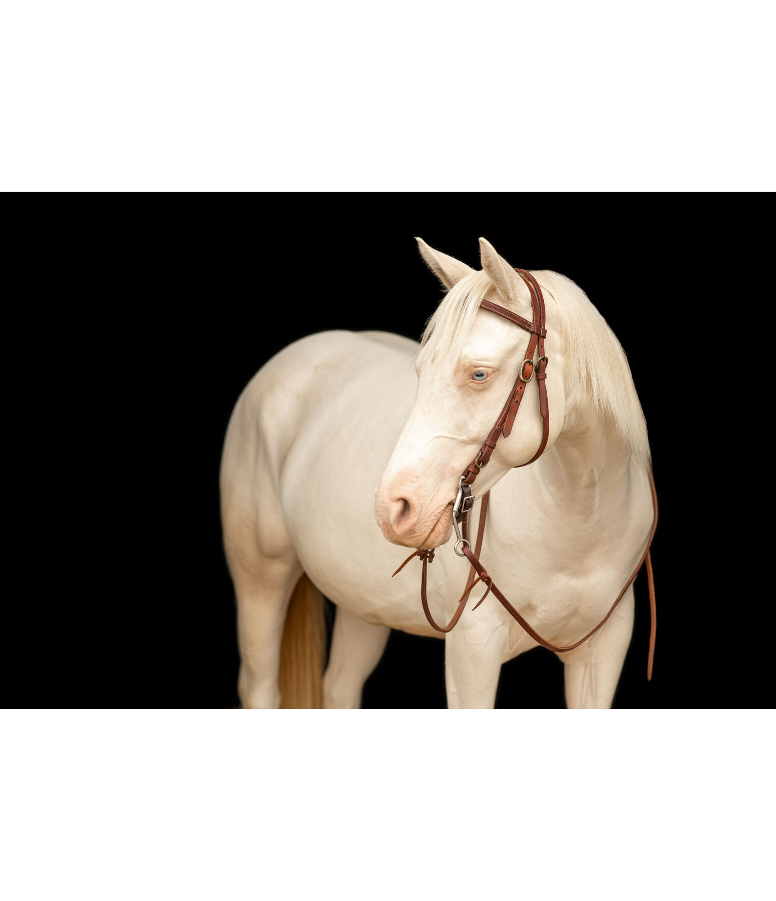 Testiera da lavoro Buckle End