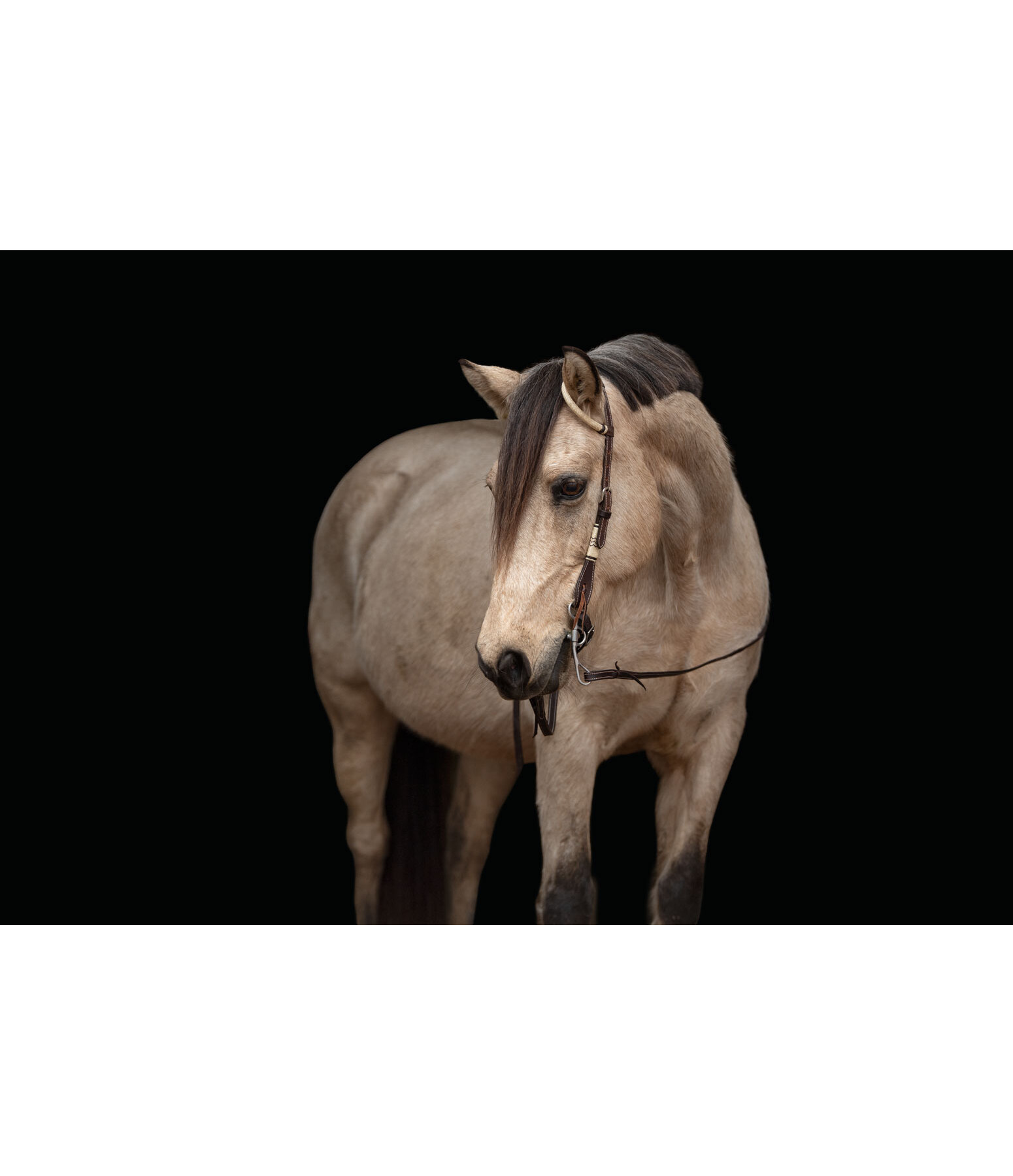 Testiera one ear Rawhide