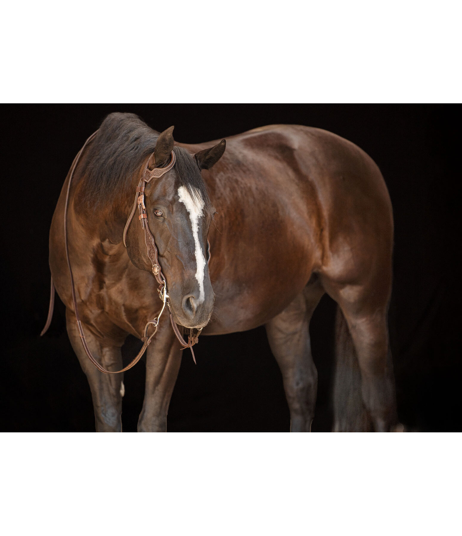 Testiera western Copper