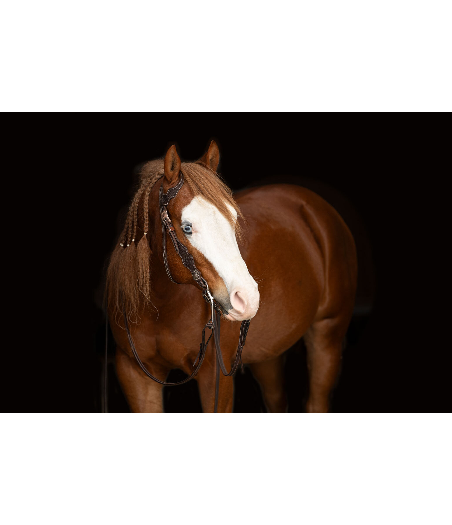 Testiera western Copper