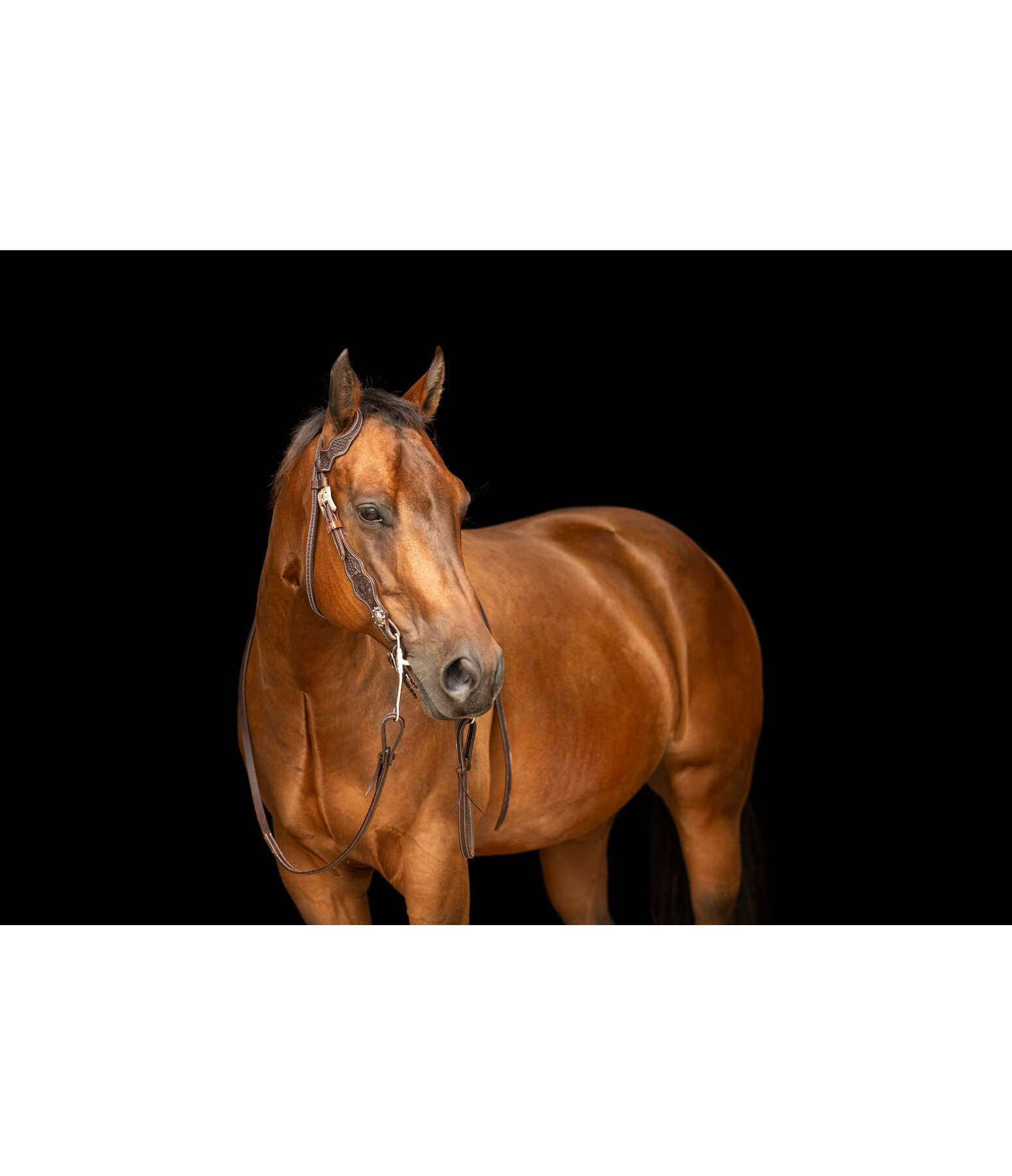 Testiera western Copper