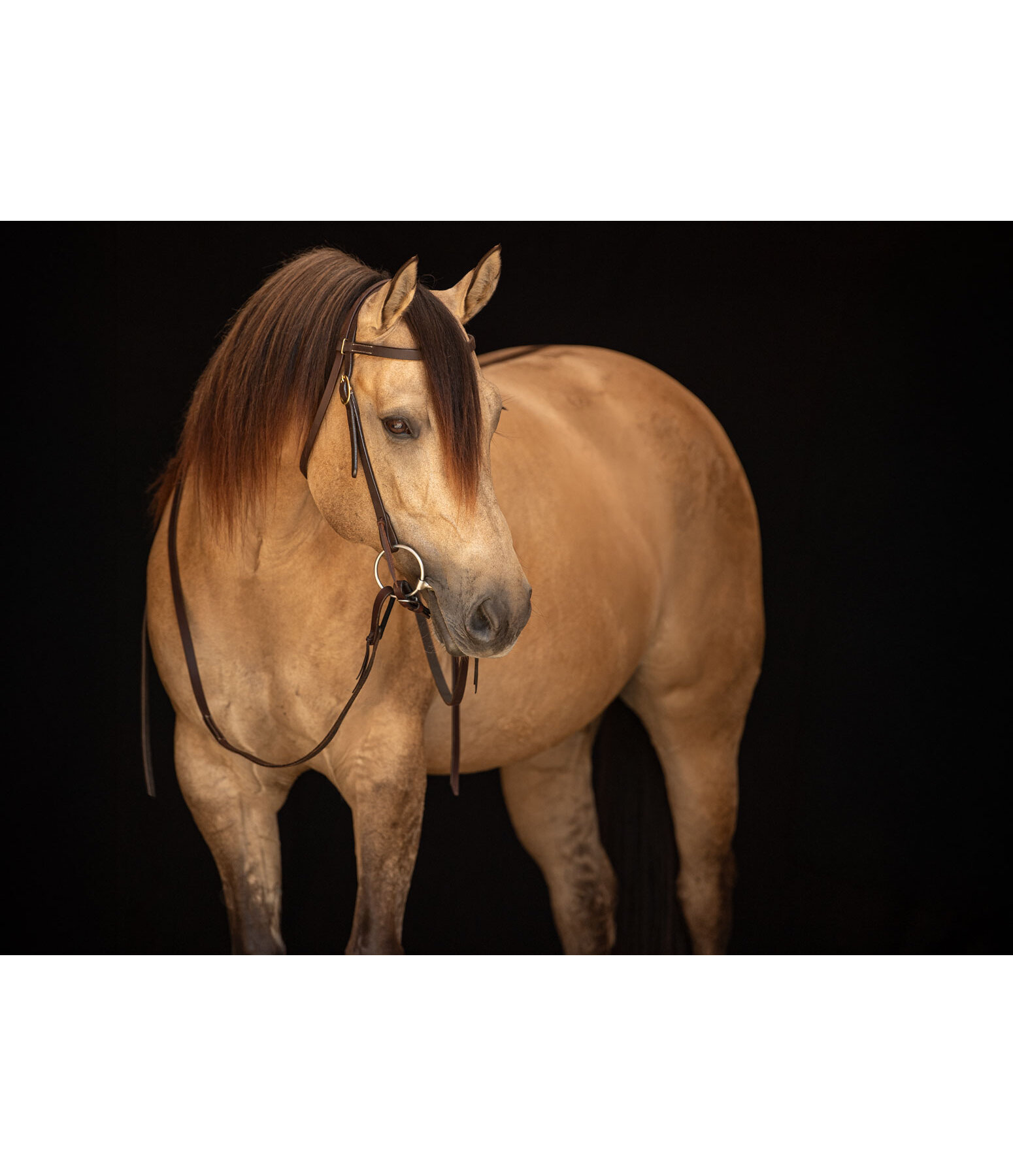 Testiera da lavoro Harness