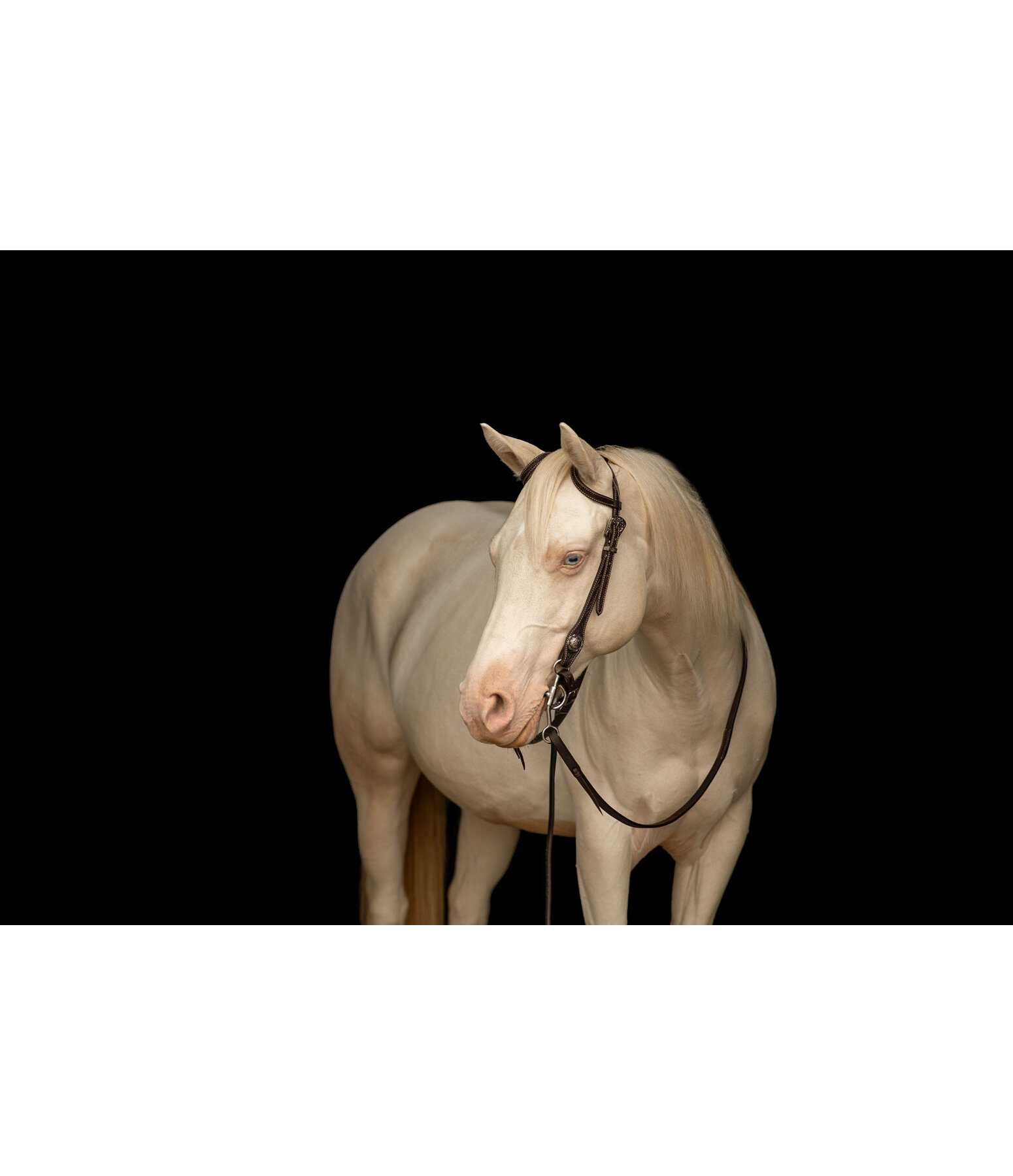 Testiera a due orecchie Leaves