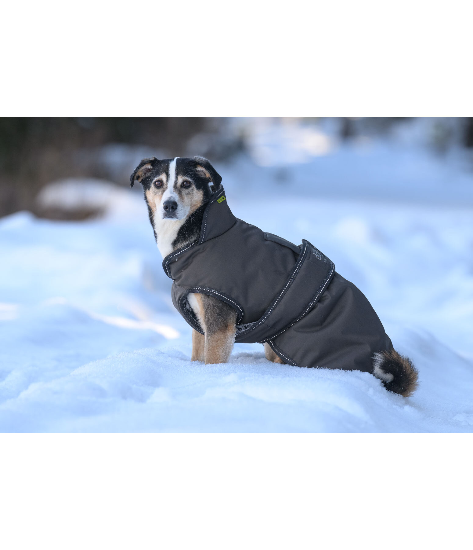 Cappotto invernale per cani Eddie con pile, 200 g