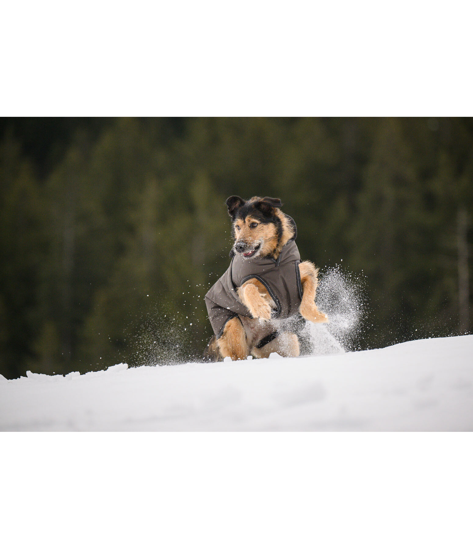 Cappotto invernale per cani Eddie con pile, 200 g