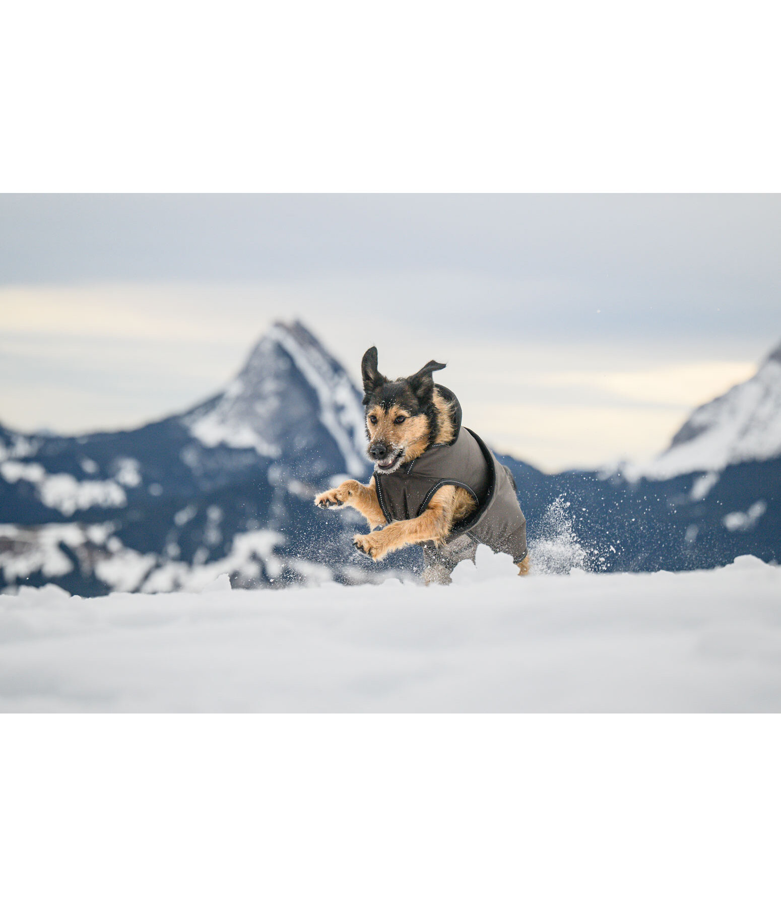 Cappotto invernale per cani Eddie con pile, 200 g