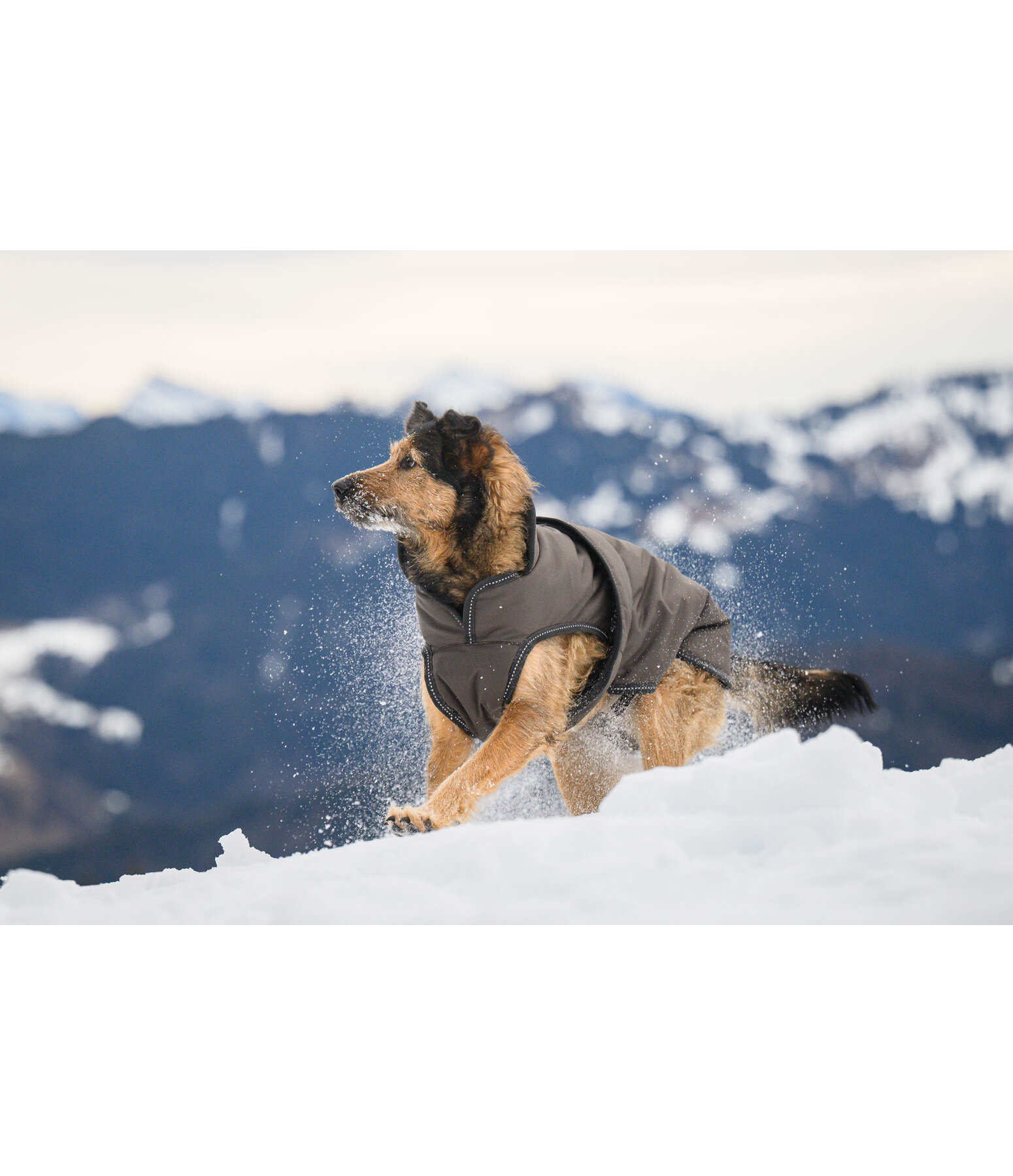 Cappotto invernale per cani Eddie con pile, 200 g