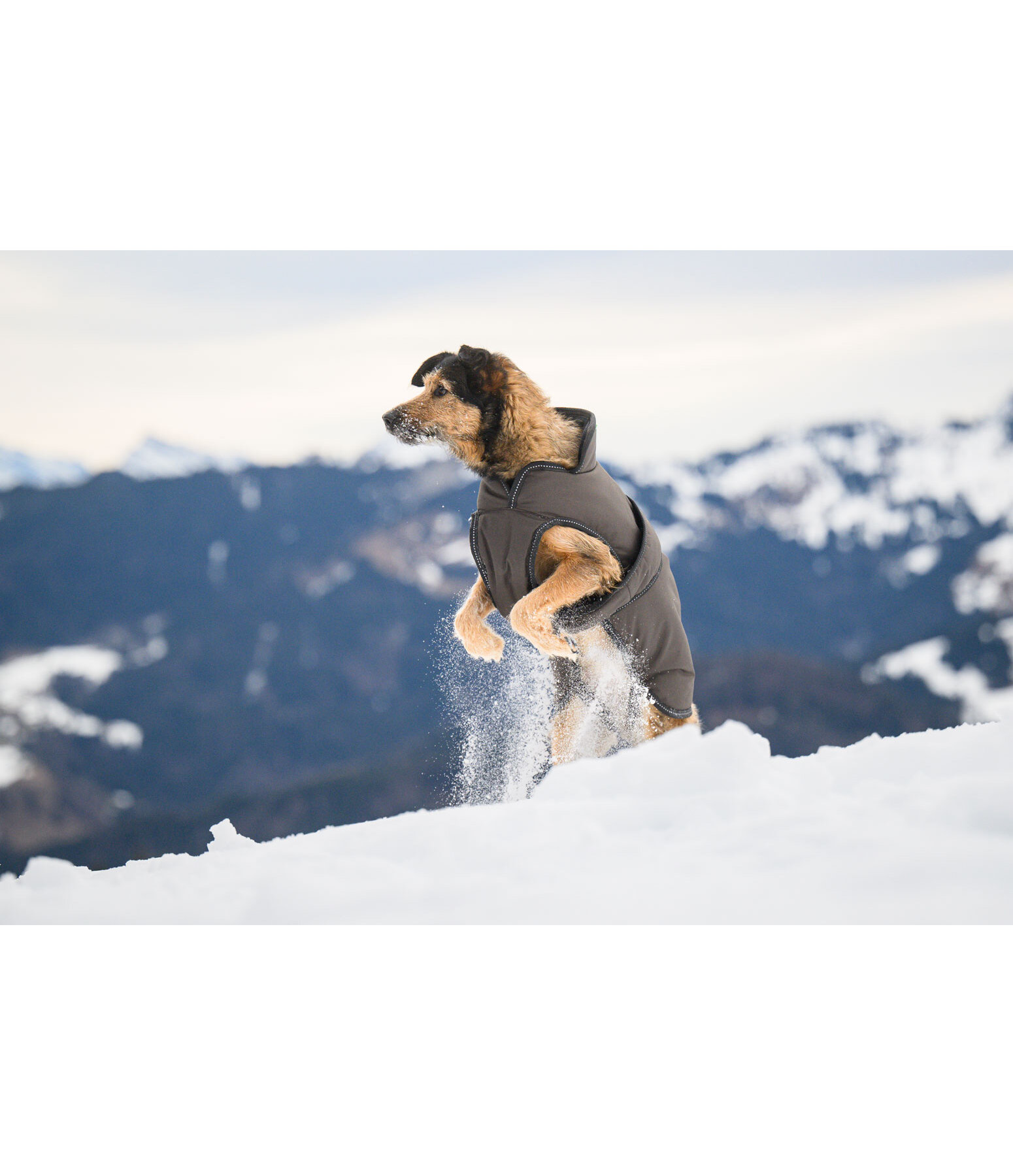 Cappotto invernale per cani Eddie con pile, 200 g