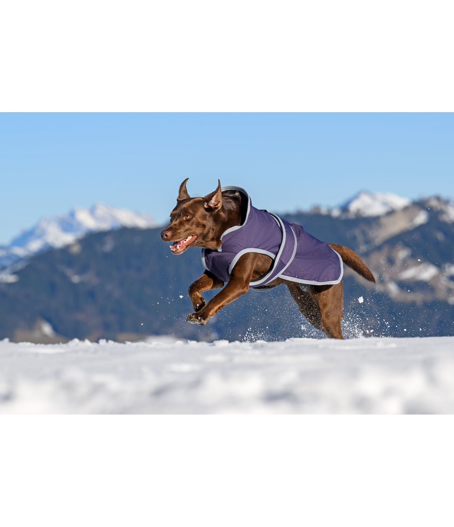 Cappotto invernale per cani con pile Eddie, 200 g