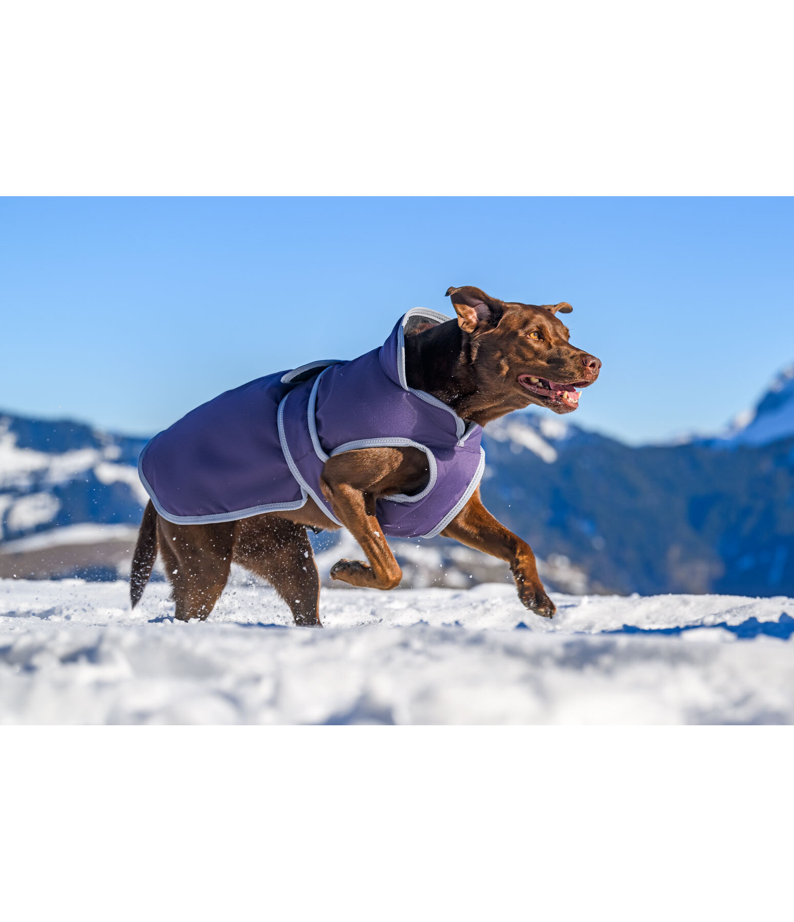 Cappotto invernale per cani con pile Eddie, 200 g