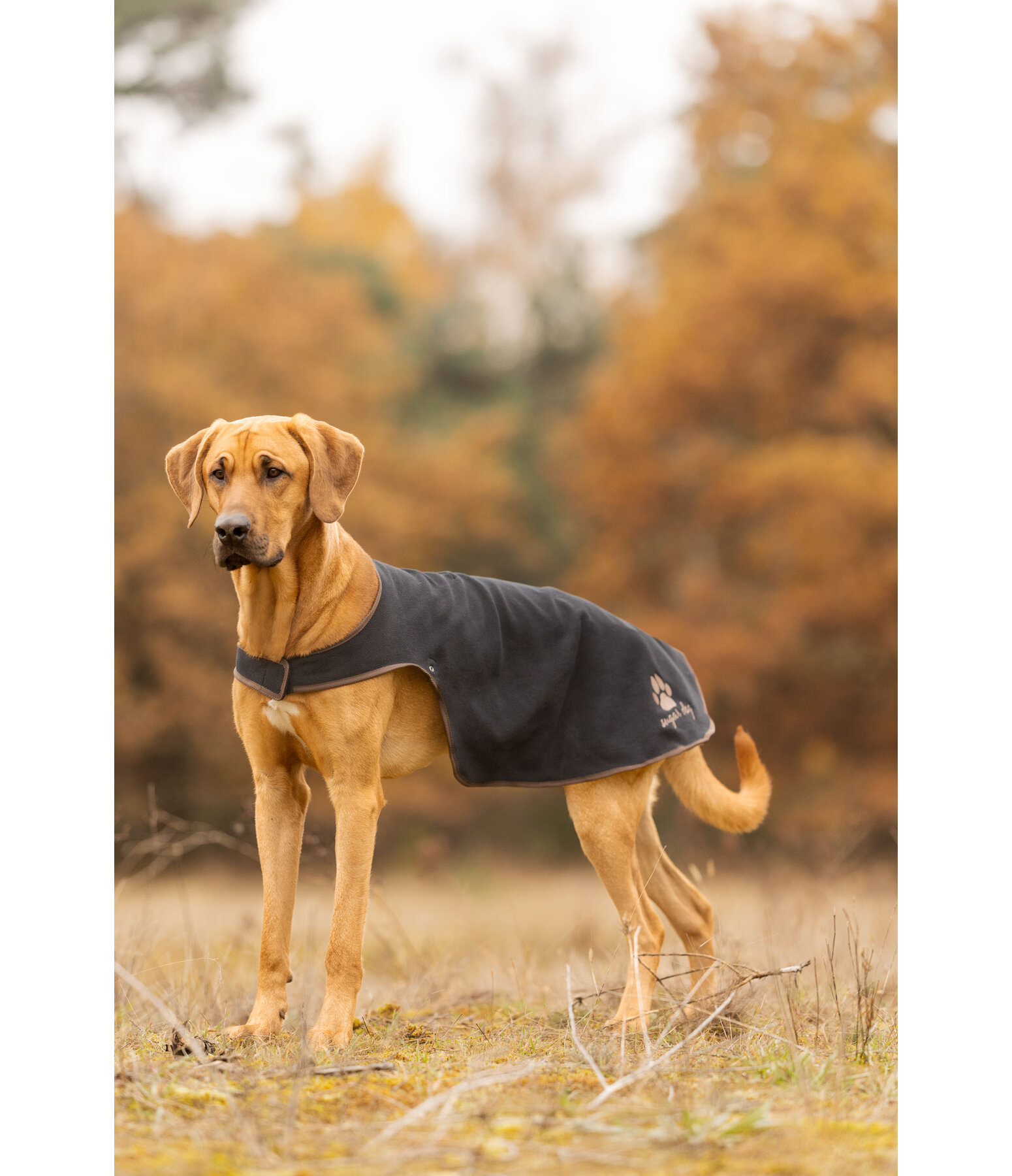 Impermeabile per cani con pile Eldoro II, 0 g