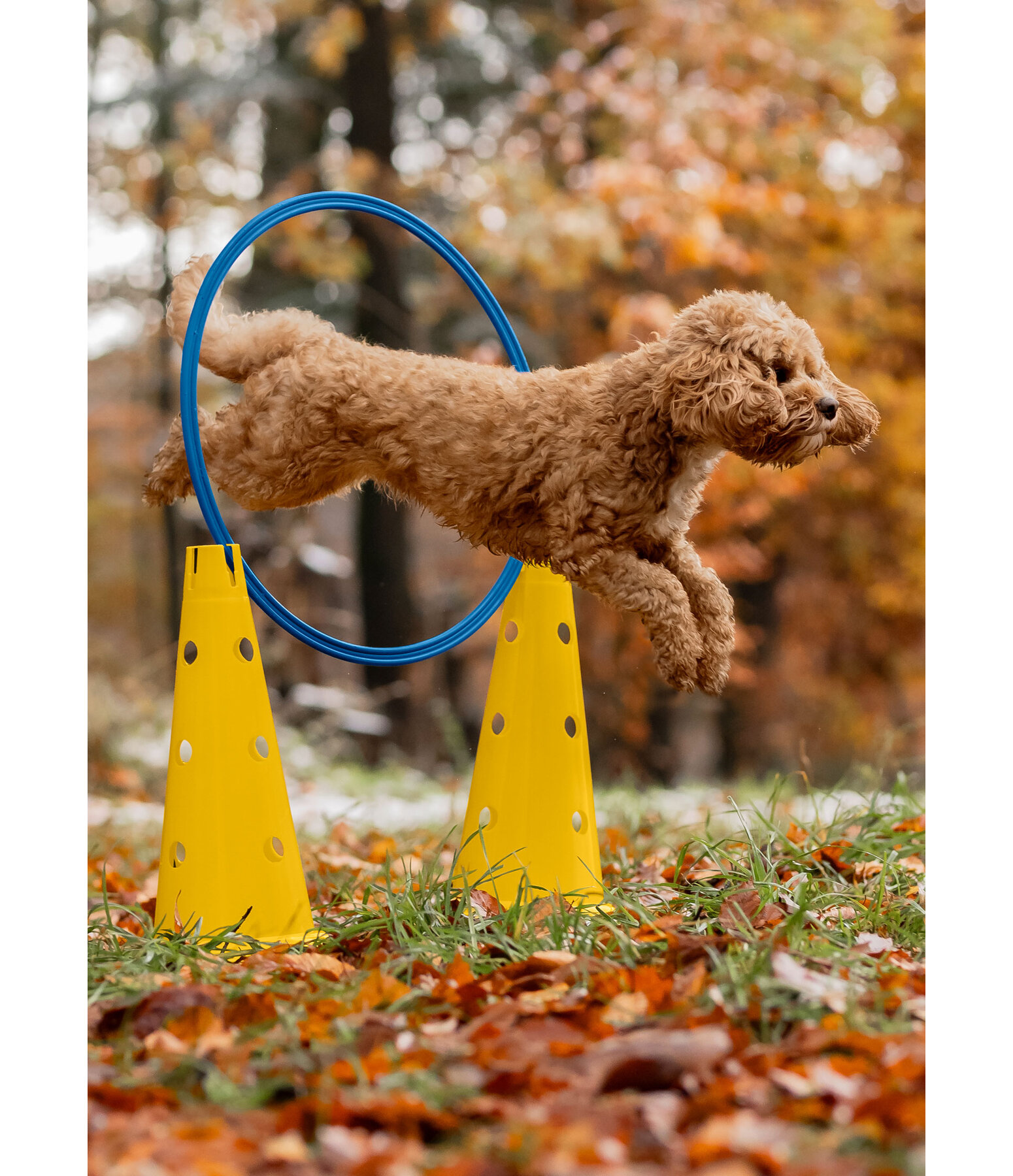 Coni agility