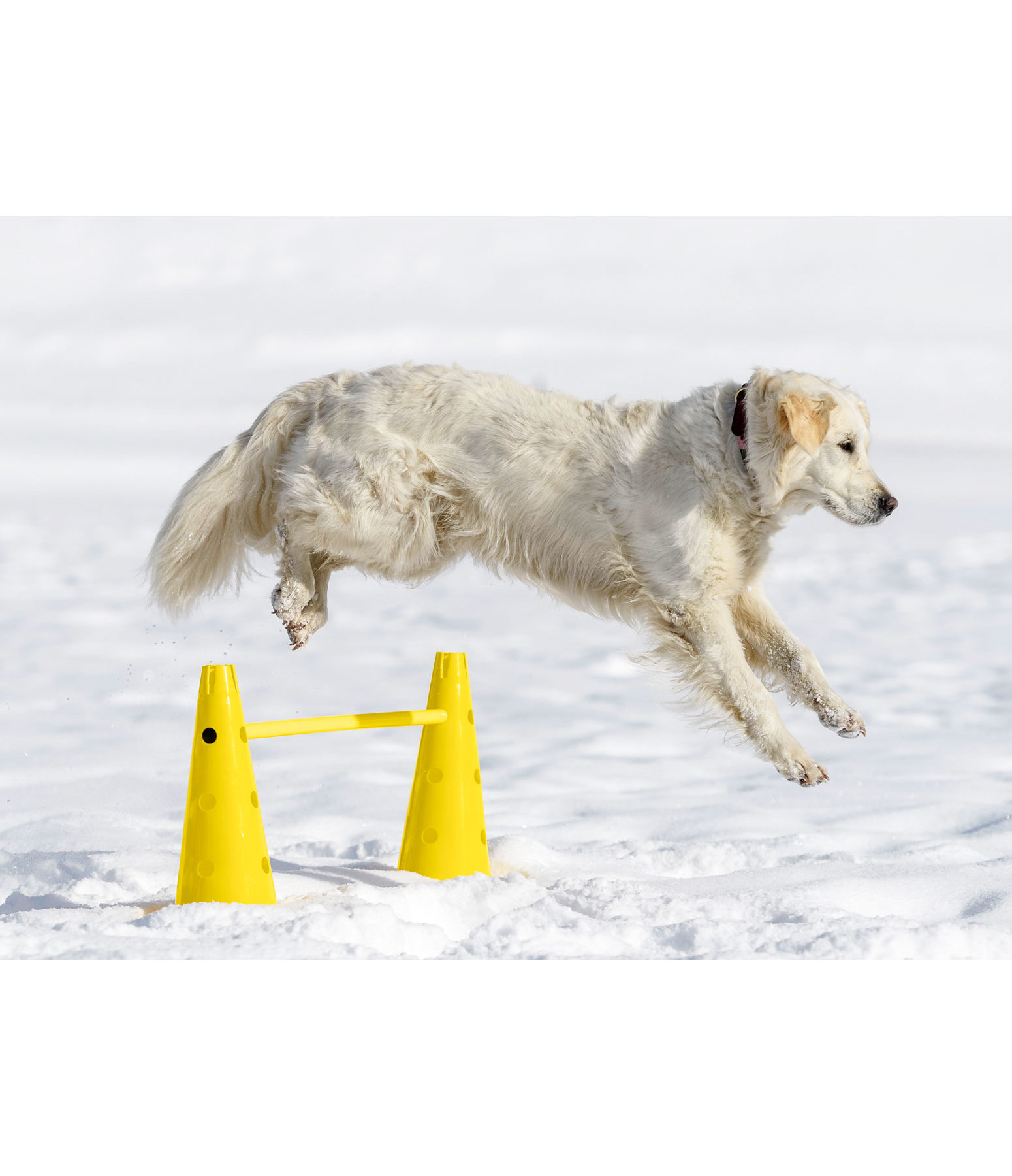 Coni agility