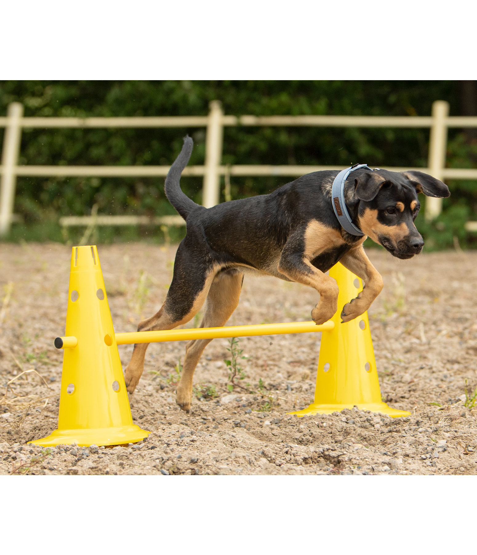 Coni agility