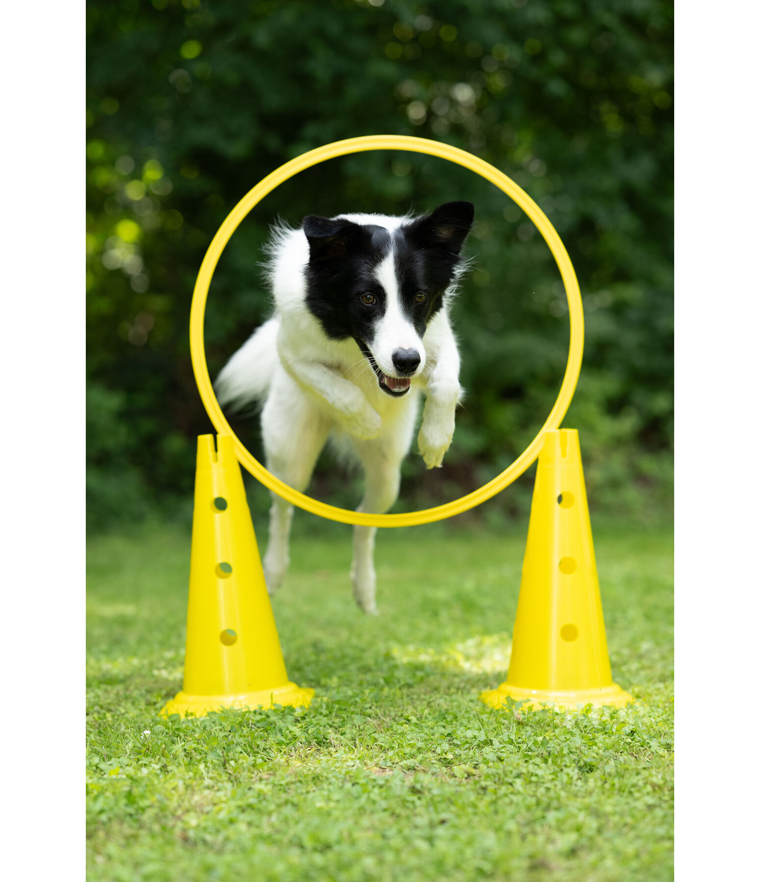 Coni agility