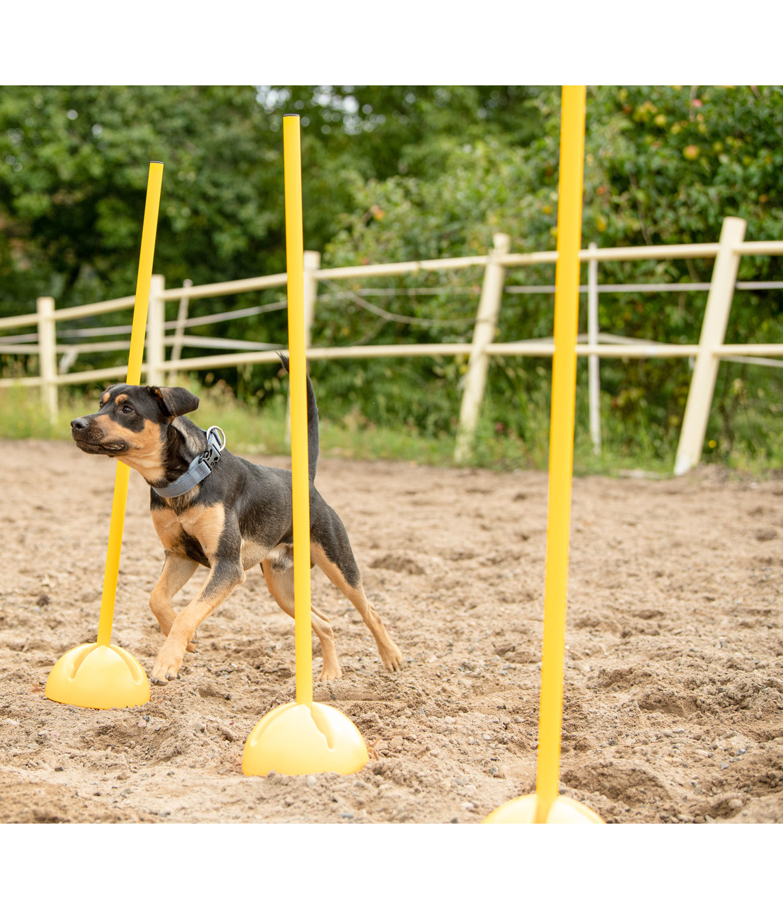 Sostegni agility