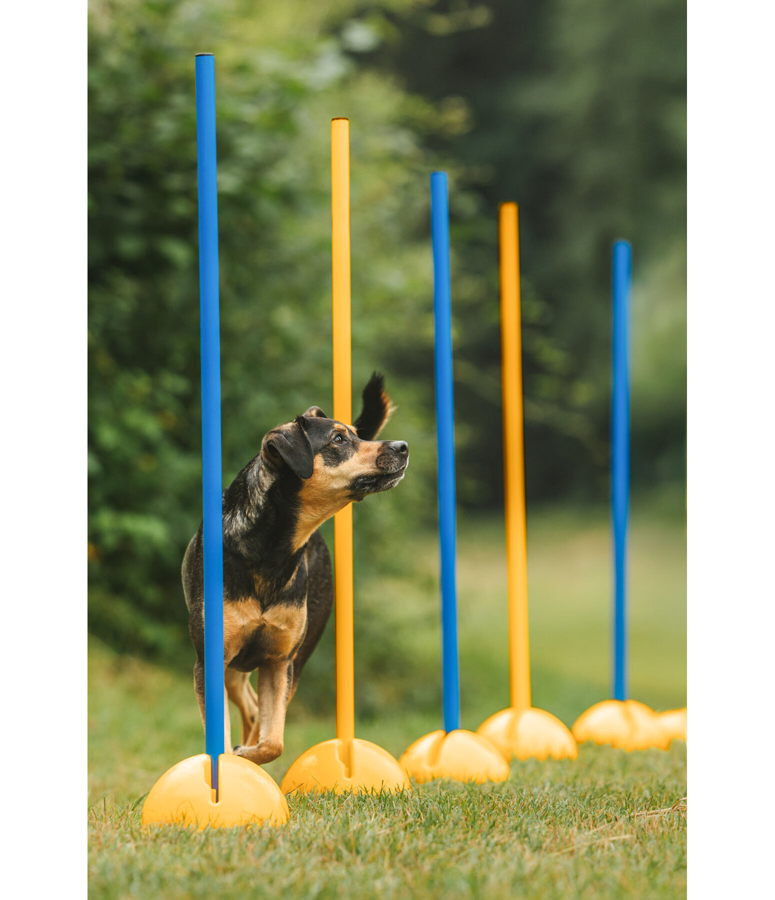 Sostegni agility