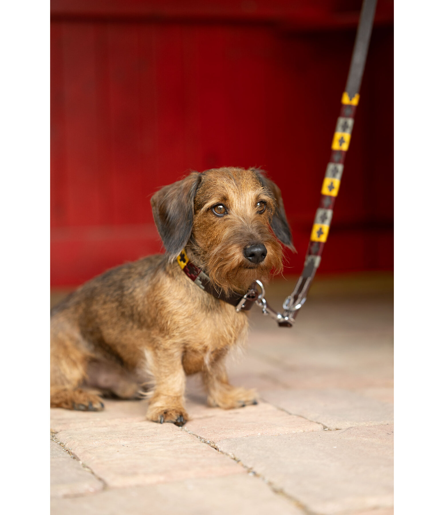 Set collare e guinzaglio in cuoio Polo Sports