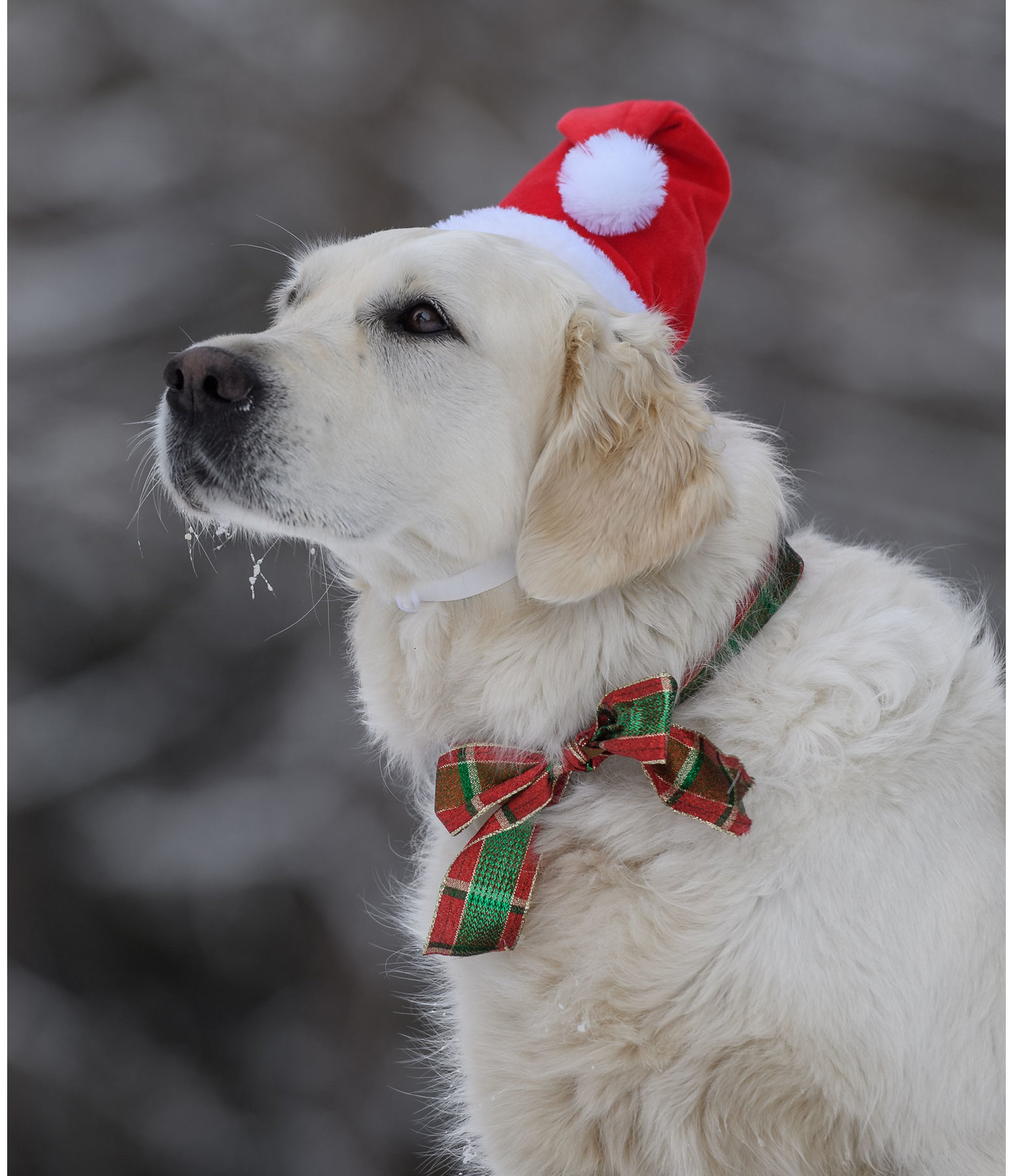 Berretto natalizio Santa per cani