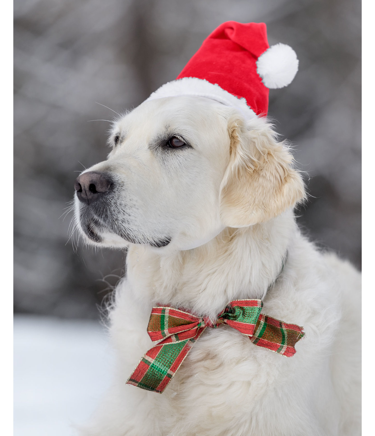 Berretto natalizio Santa per cani