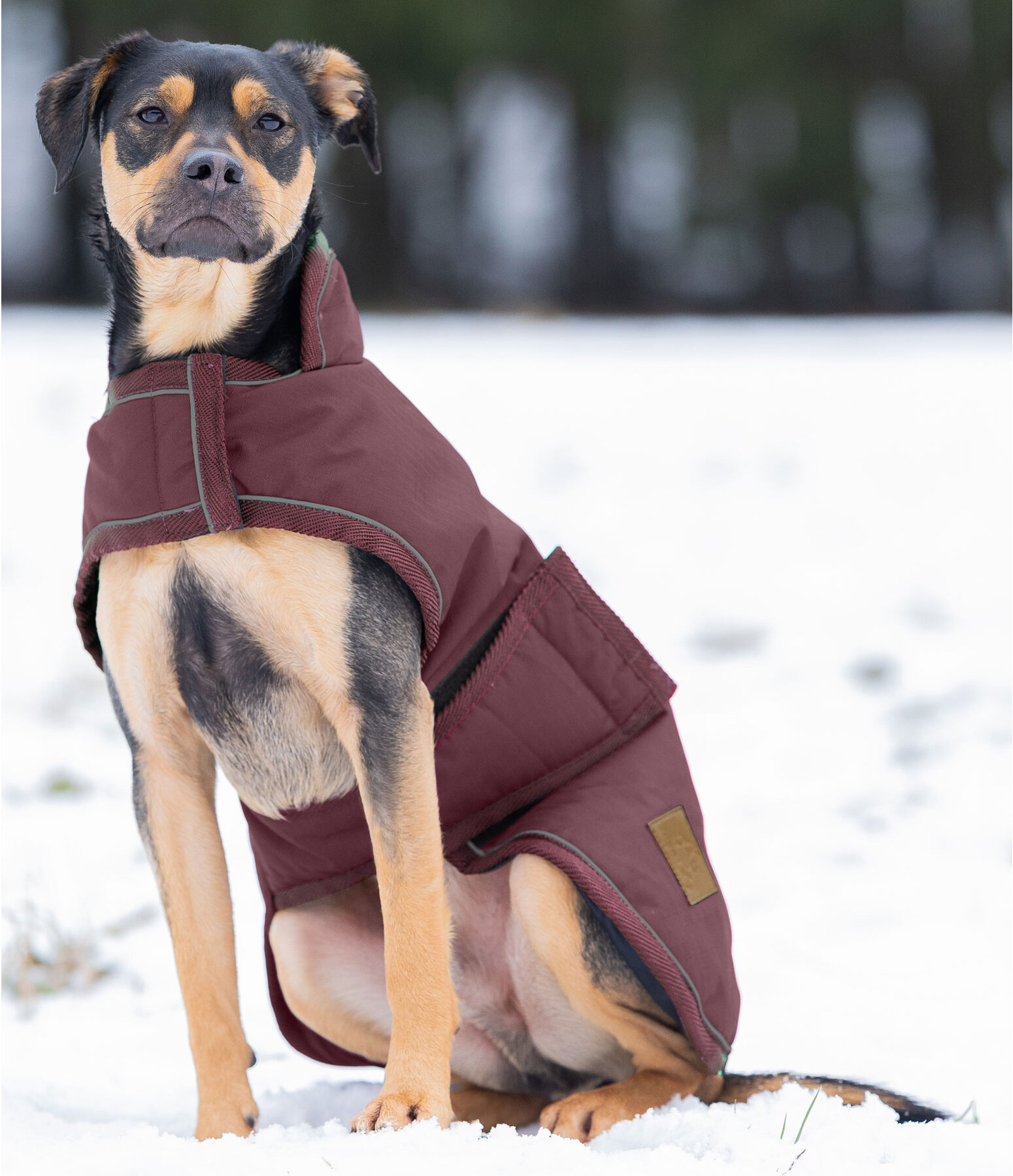 Cappotto invernale per cani Beaver Creek, 400 gr