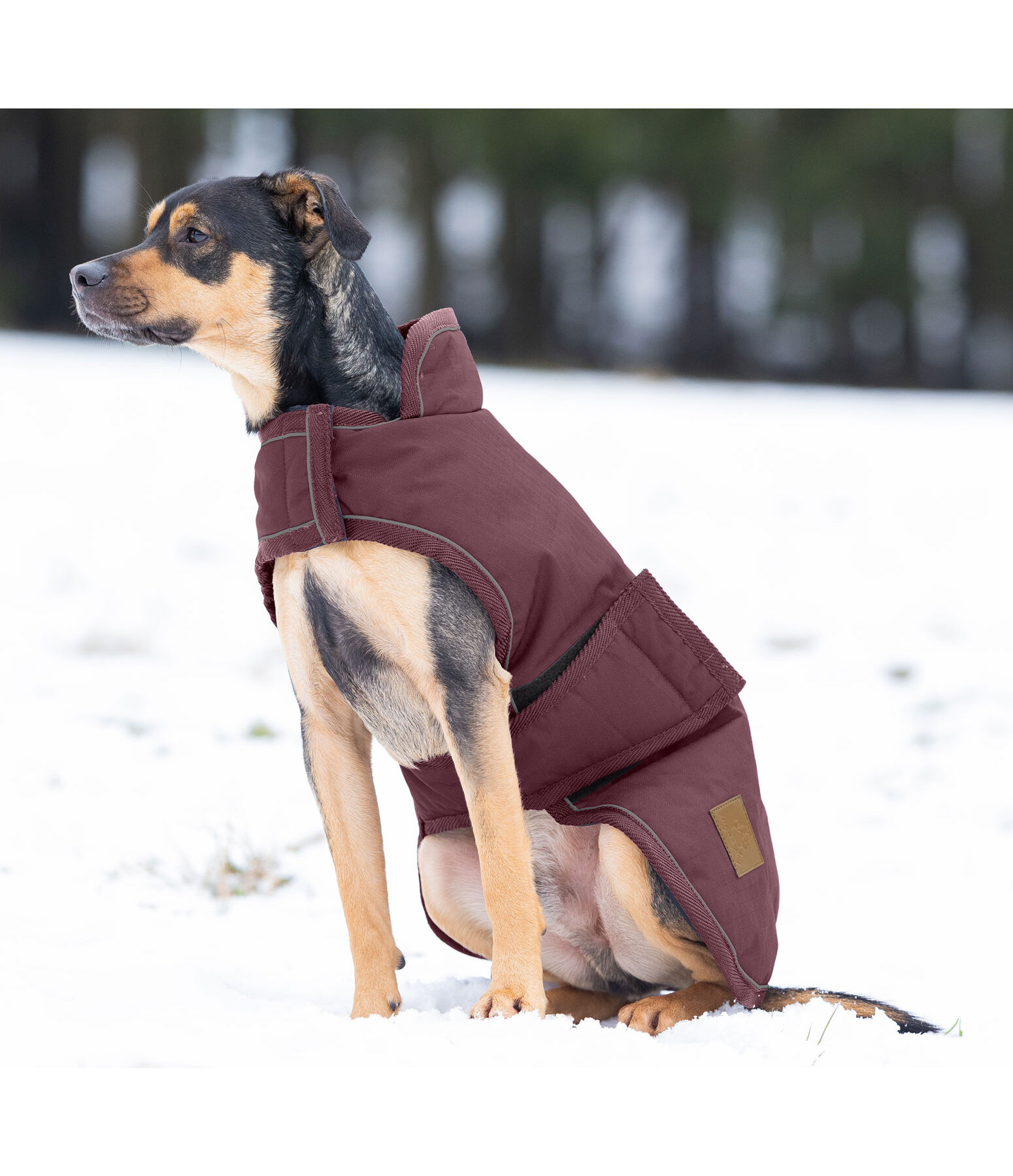 Cappotto invernale per cani Beaver Creek, 400 gr