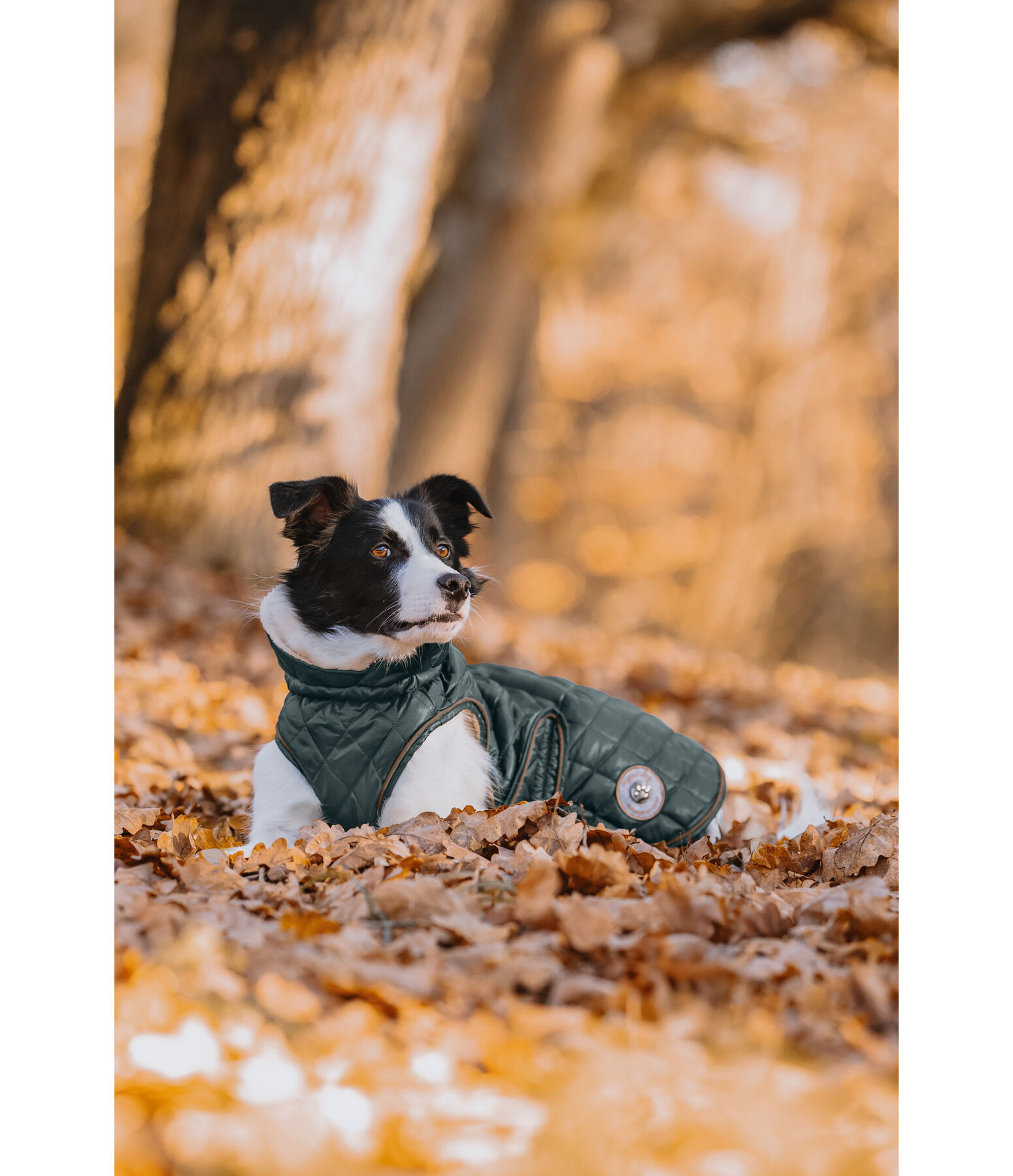 Cappotto per cani Archie con pelliccia, 160 g