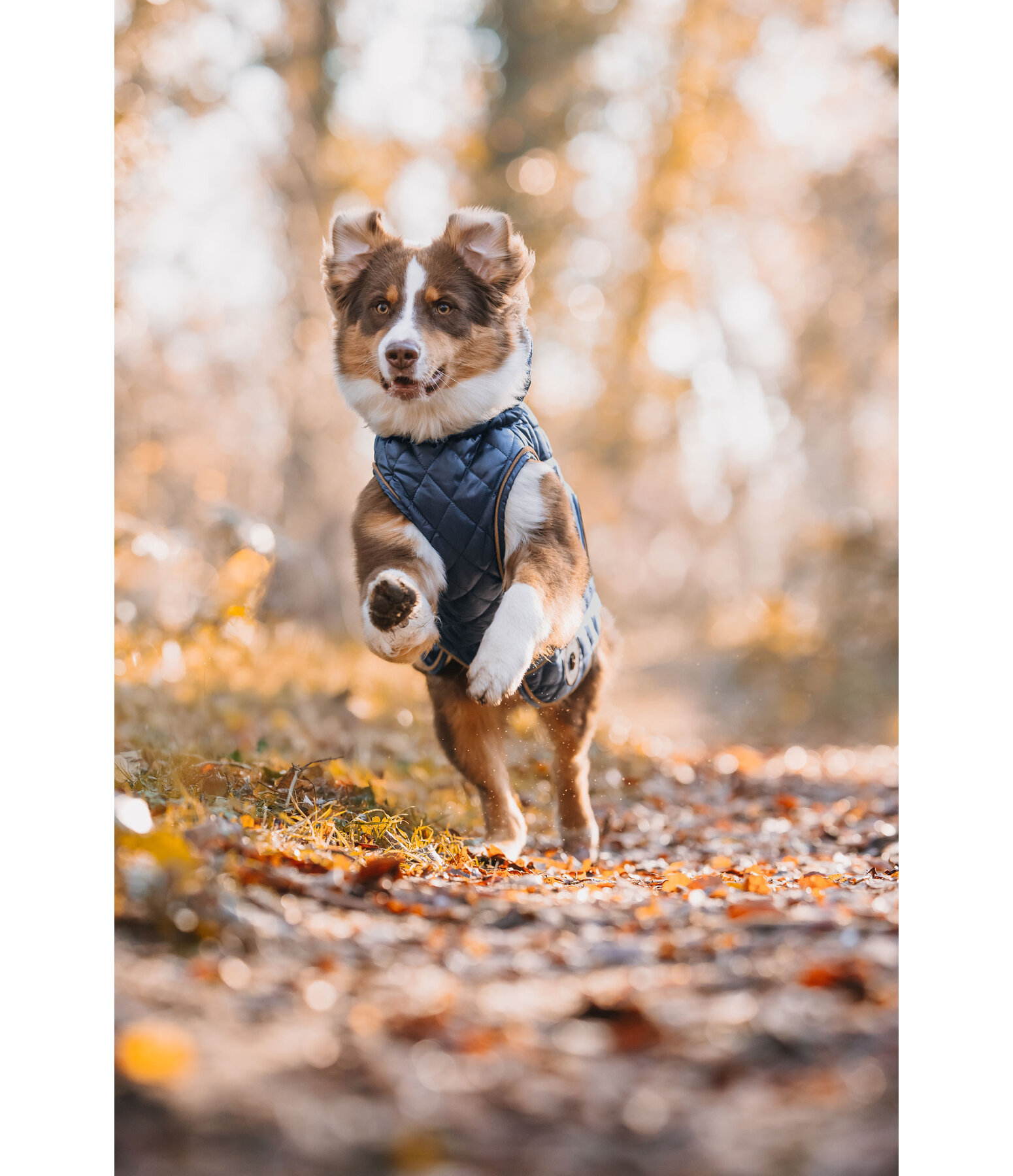 Cappotto per cani Archie con pelliccia, 160 g