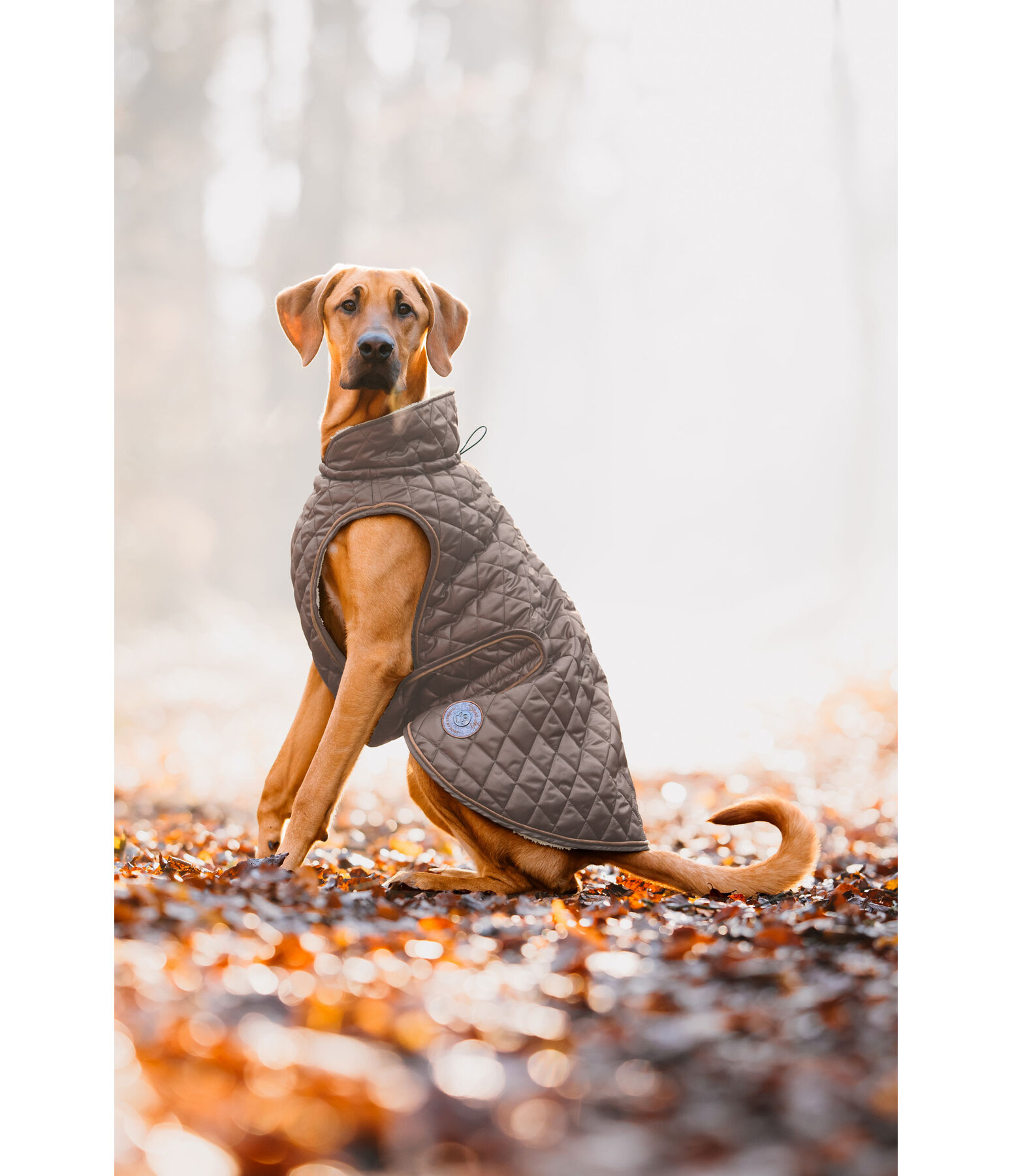 Cappotto per cani Archie con pelliccia, 160 g