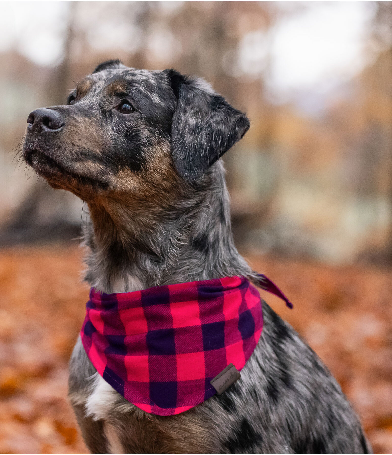 Bandana Henry