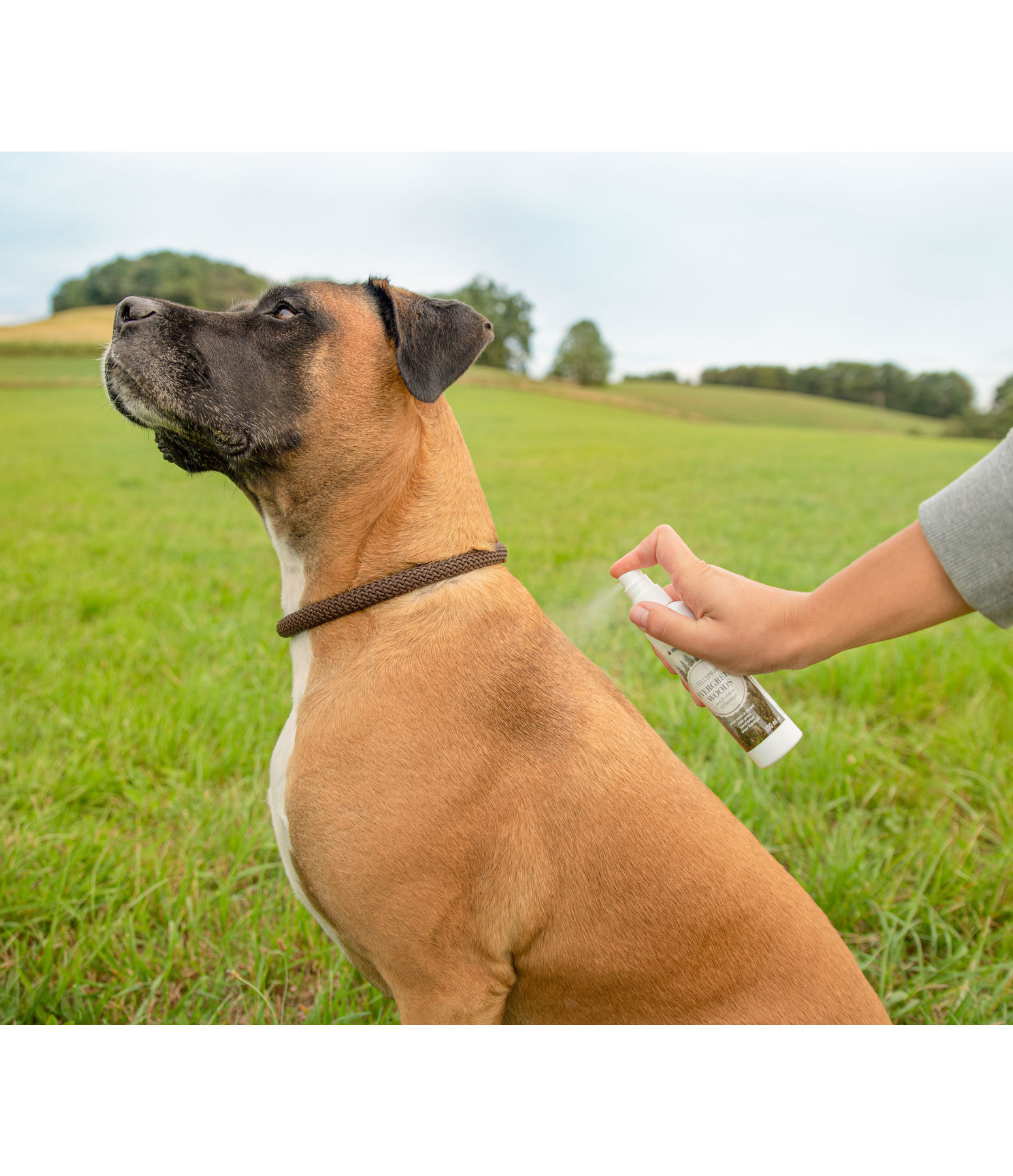 Spray per il pelo per cani Evergreen Woods