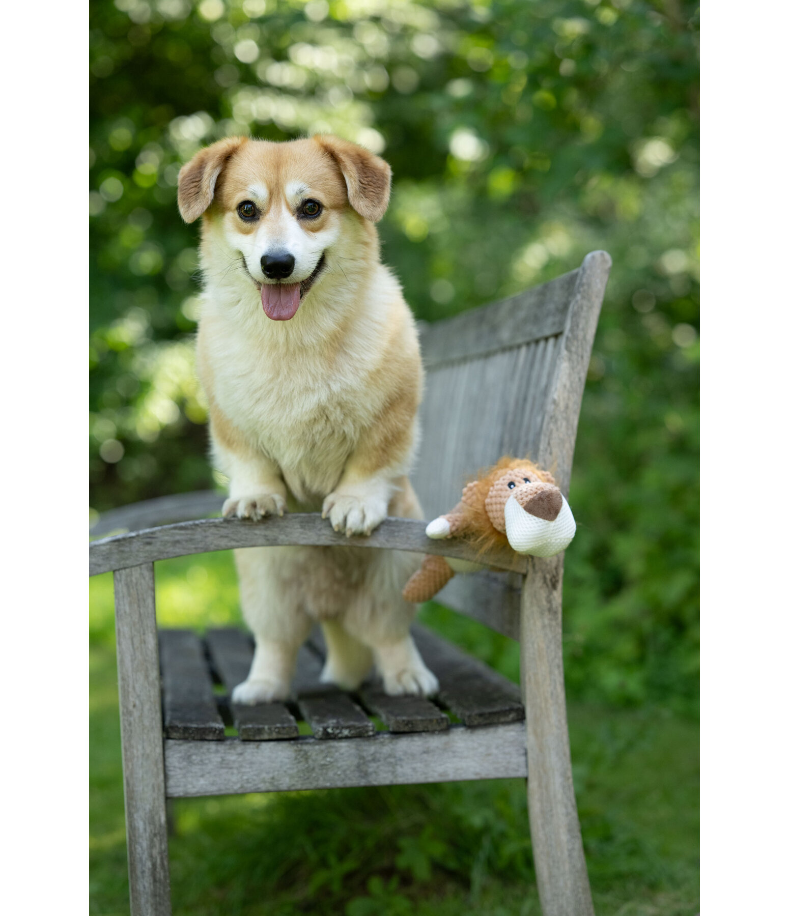 Leone peluche per cani Lio