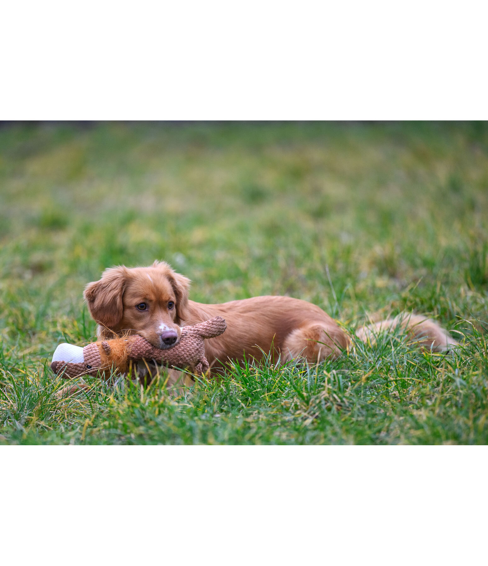 Leone peluche per cani Lio