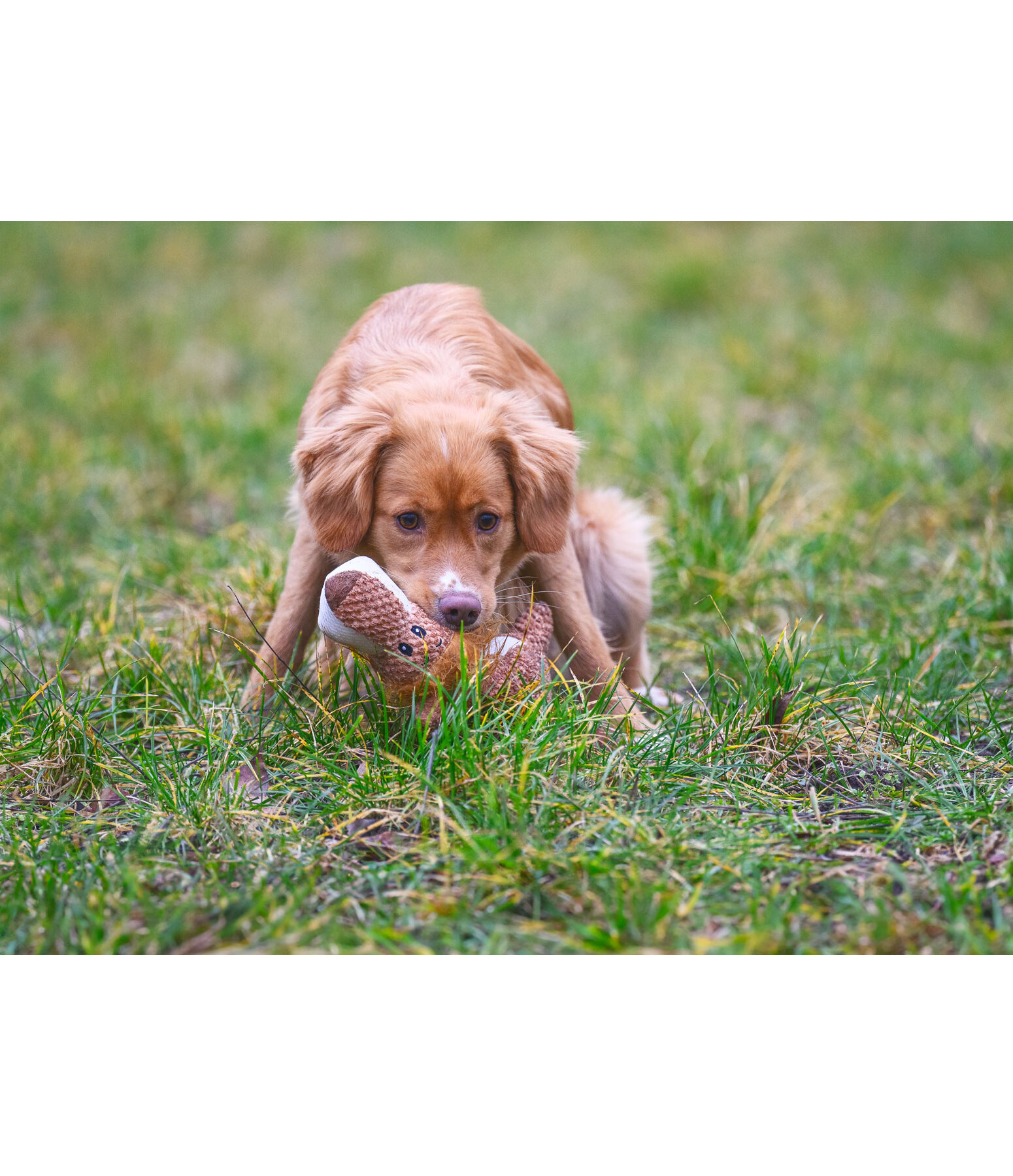 Leone peluche per cani Lio