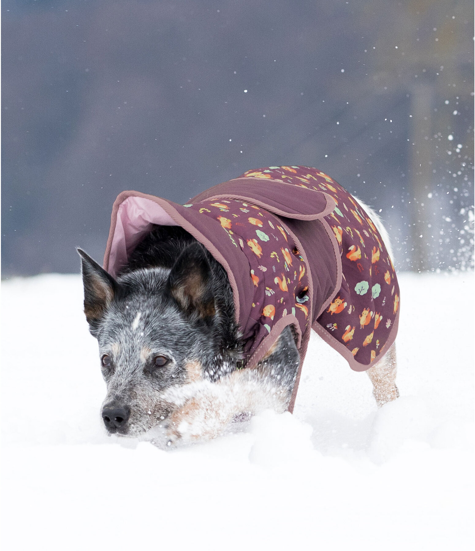 Cappotto invernale per cani Squirrel, 100 gr