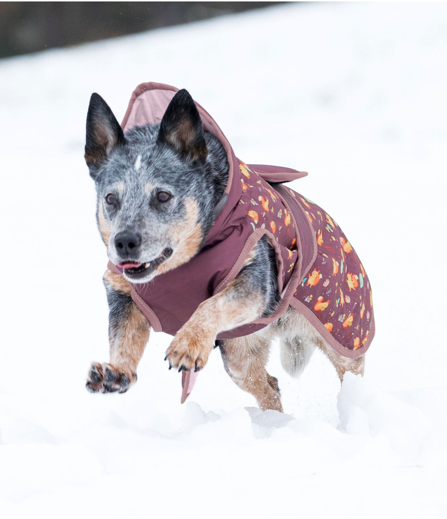 Cappotto invernale per cani Squirrel, 100 gr