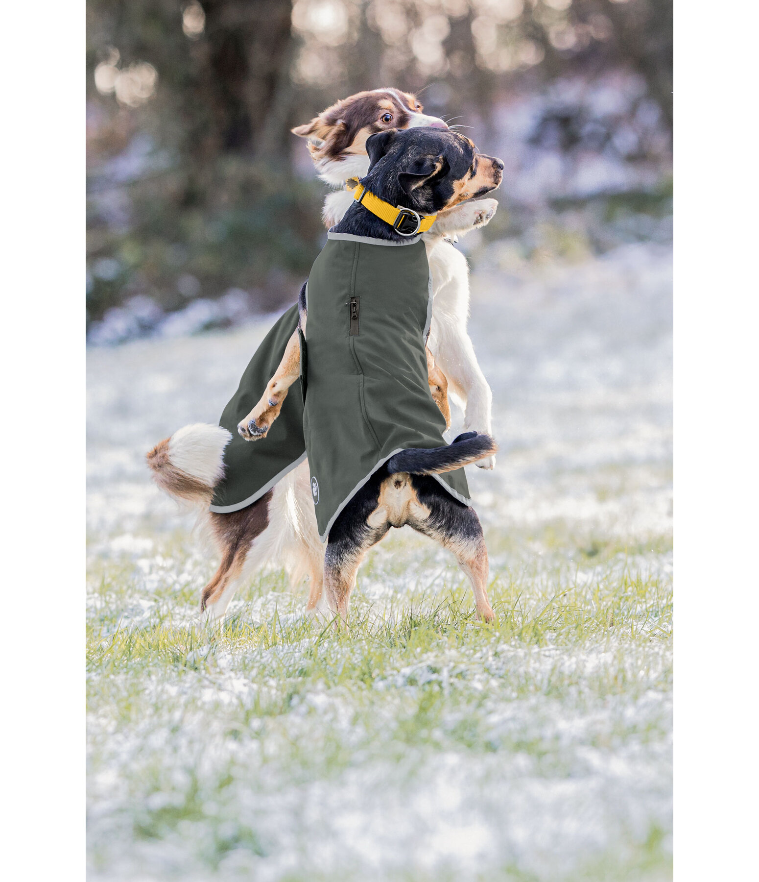 Softshell Walker per cani Athlete, 0 g