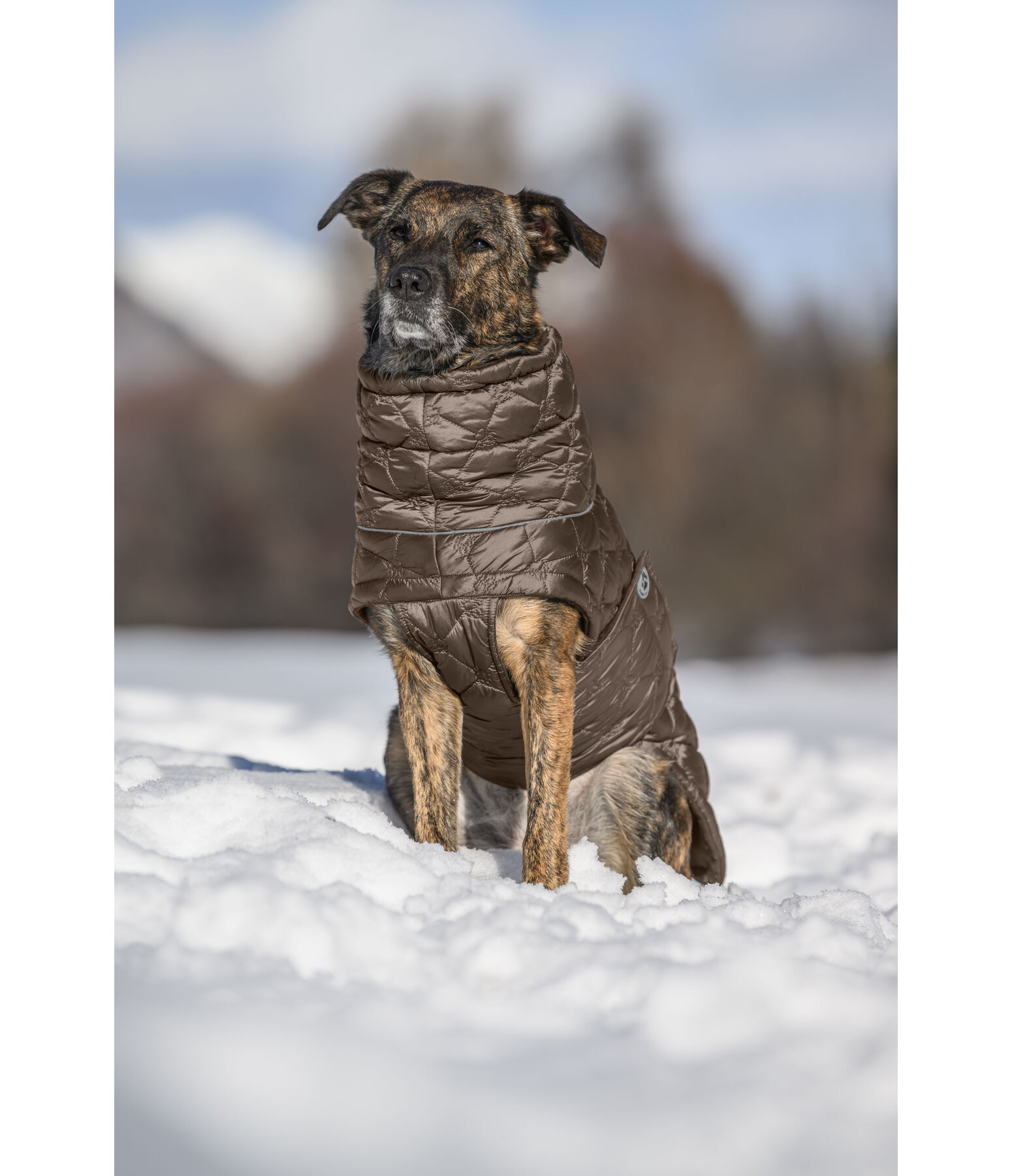 Cappotto trapuntato per cani Lightweight Cliff con pile, 200 g