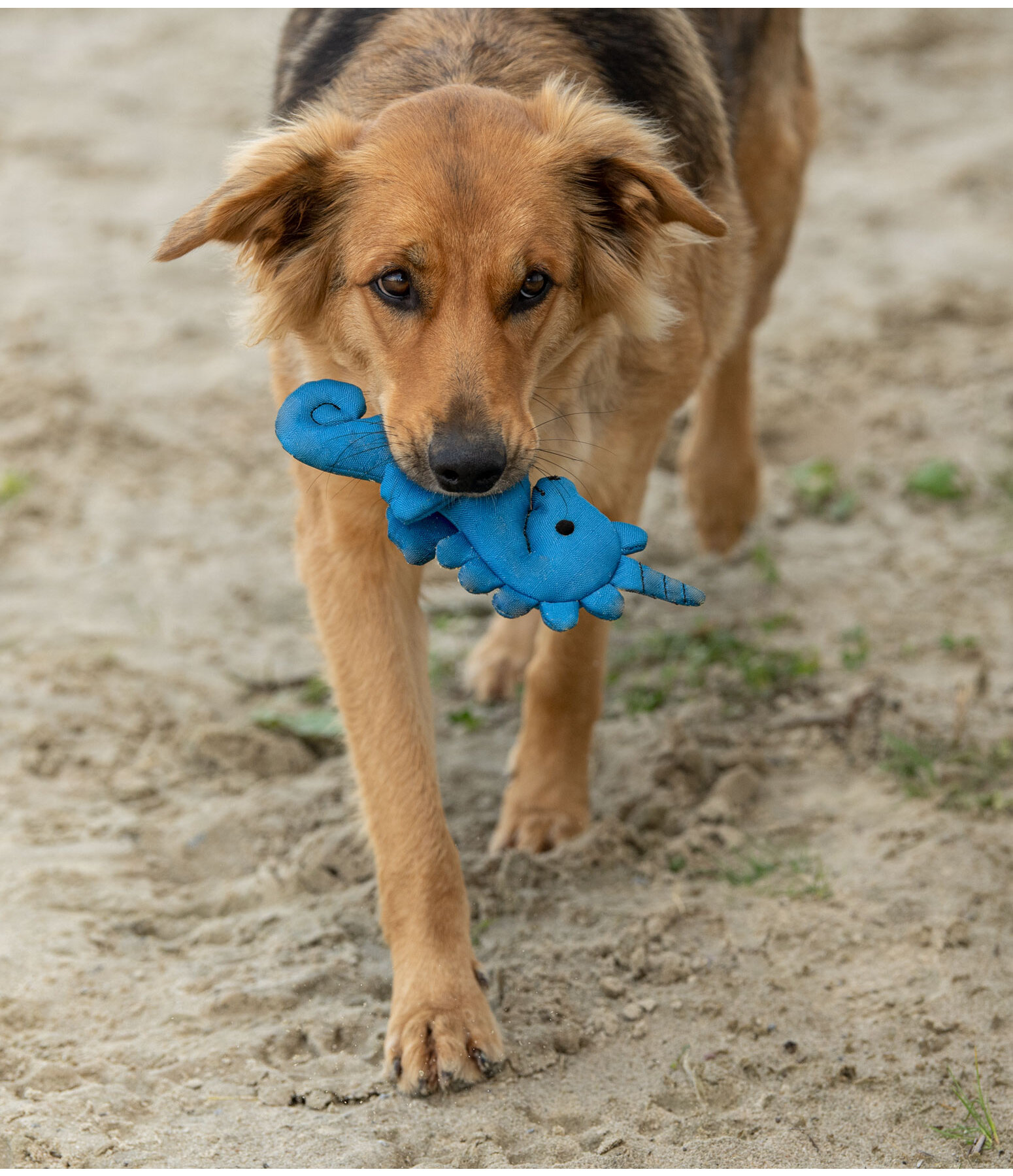 Gioco acquatico per cani Aqua Unicorn