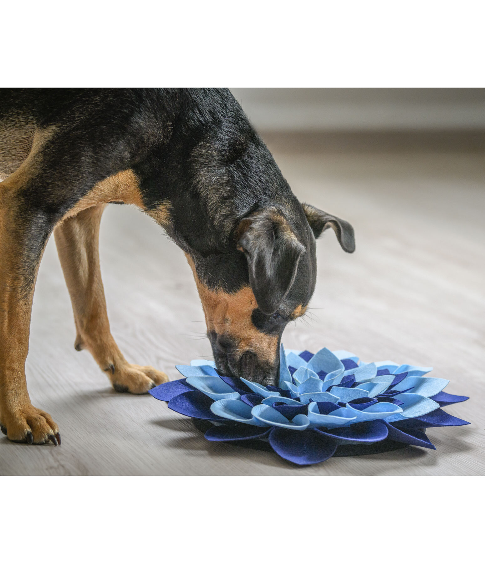 Tappetino olfattivo per cani - Cane - Kramer Equitazione