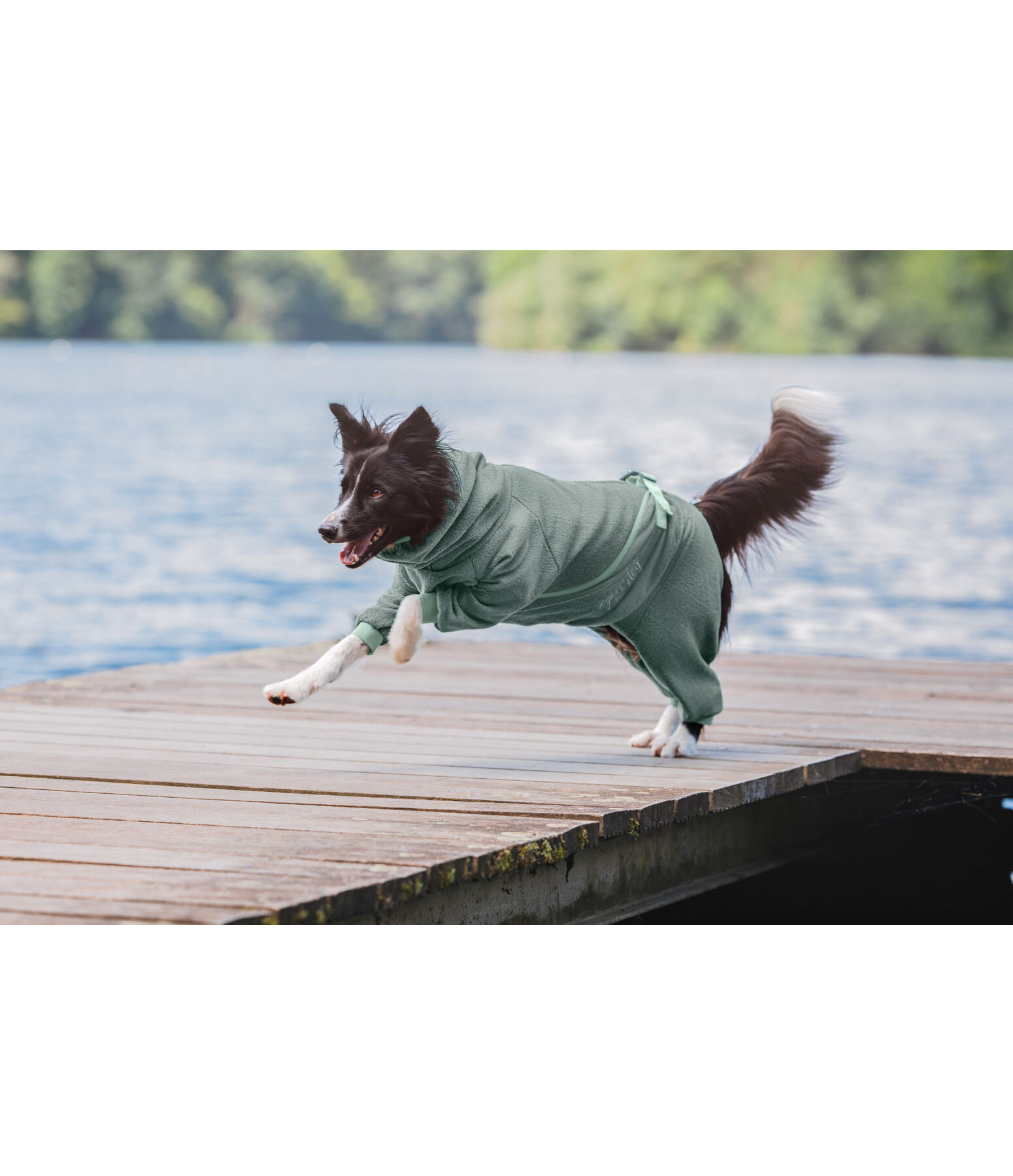Accappatoio per cani Allover Dry