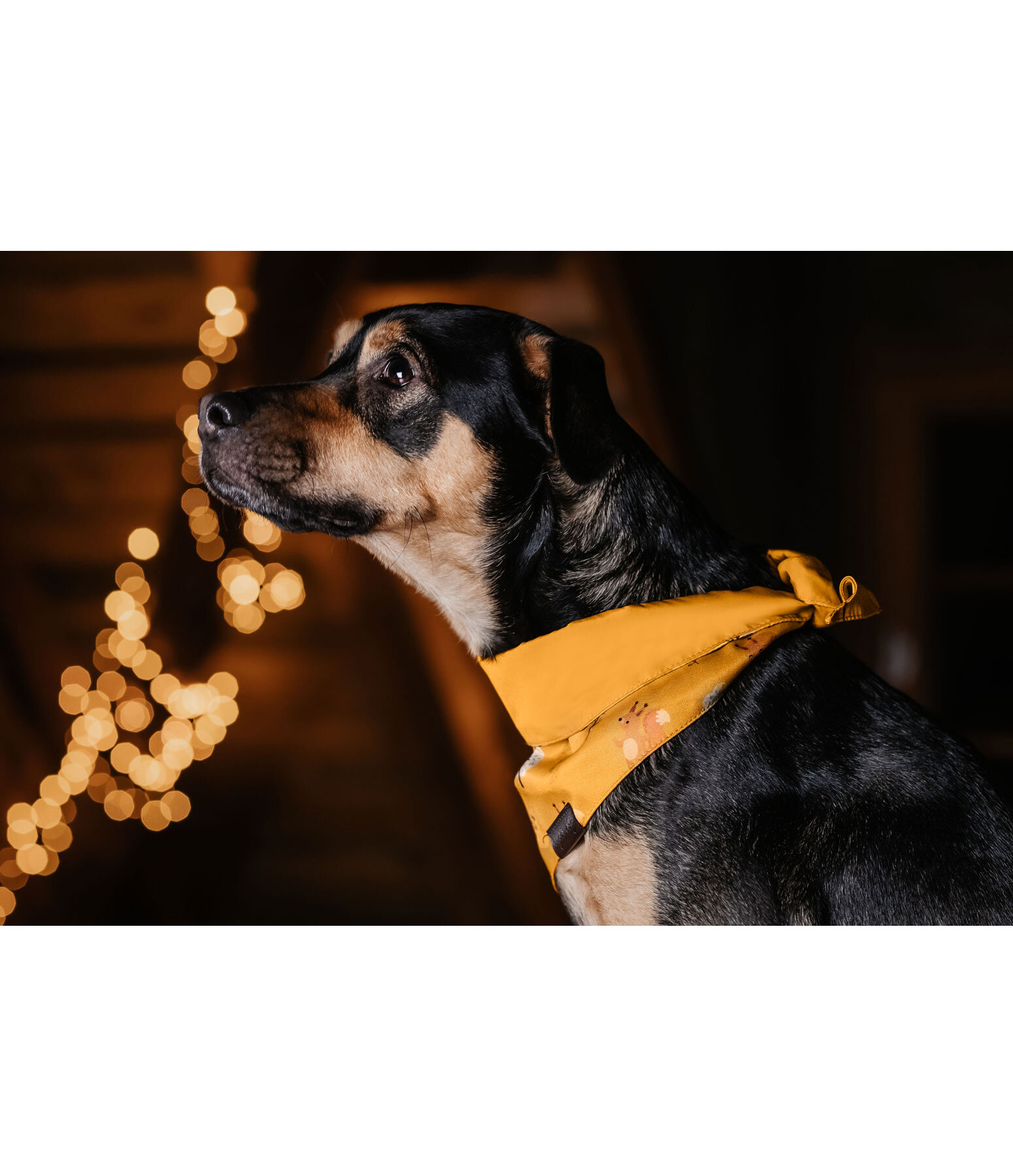 Bandana reversibile per cani Emil