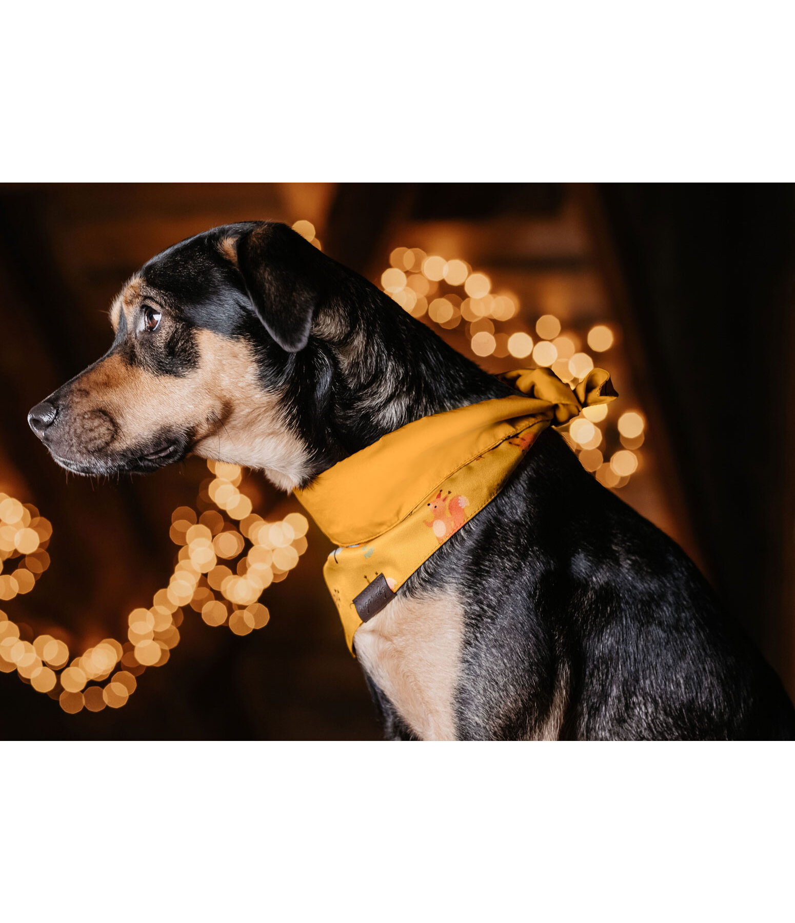 Bandana reversibile per cani Emil